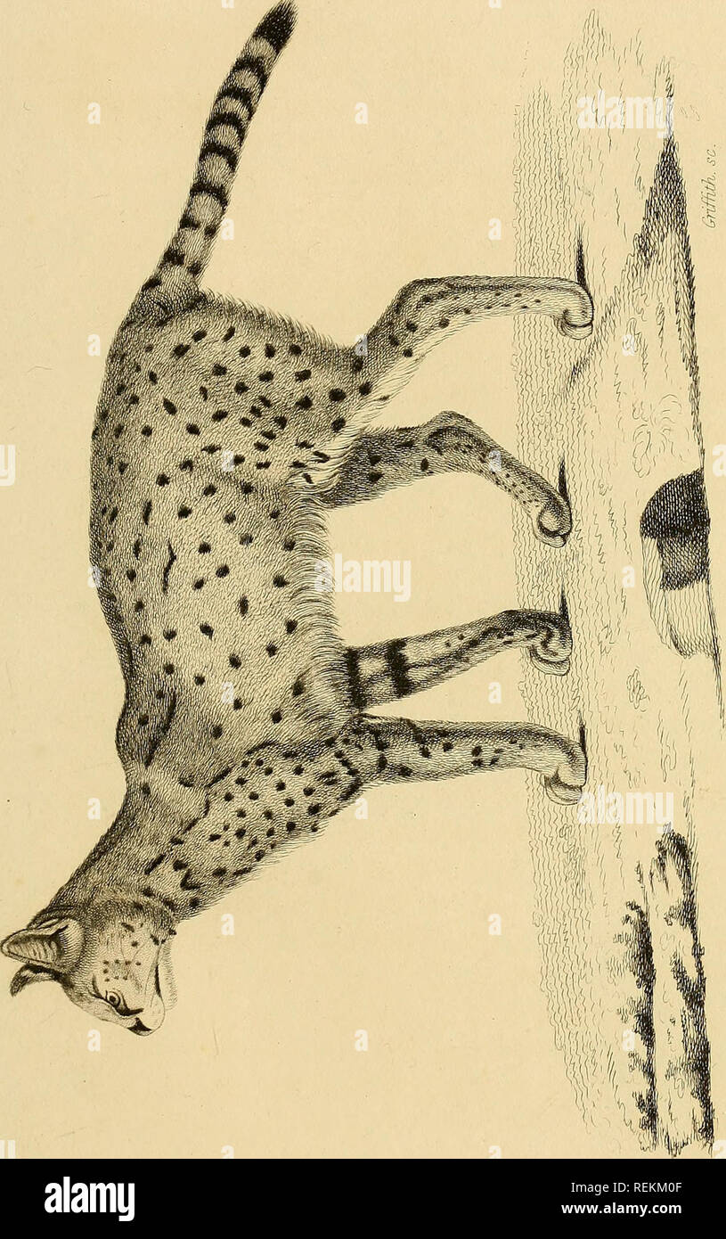 . La classe des mammifères. Les mammifères. &Lt ; .. Veuillez noter que ces images sont extraites de la page numérisée des images qui peuvent avoir été retouchées numériquement pour plus de lisibilité - coloration et l'aspect de ces illustrations ne peut pas parfaitement ressembler à l'œuvre originale.. Cuvier, Georges, baron, 1769-1832 ; Griffith, Edward, 1790-1858 ; Pidgeon, Edward ; Smith, Charles Hamilton ; Thomas, Landseer, 1795-1880, malades, Basire, James, 1769-1835, graveur ; Bradley, T. , engraver ; Clowes, William, 1779-1847, de l'imprimante. Londres : Imprimé pour Geo. B. Whittaker Banque D'Images