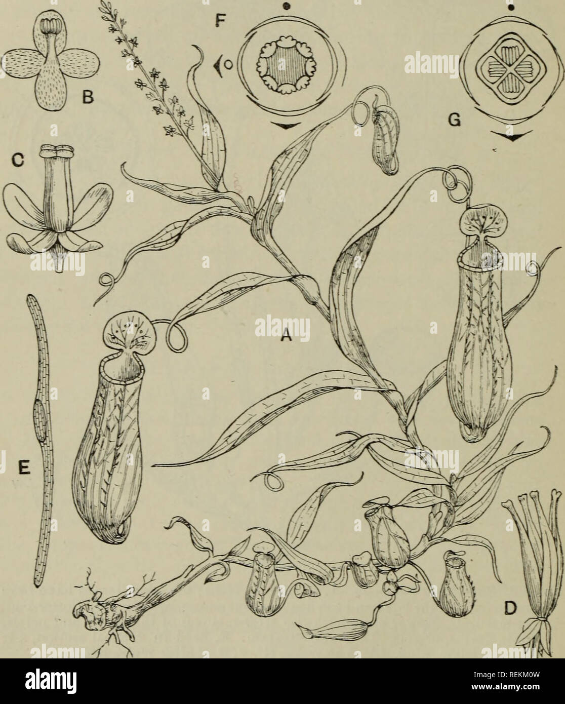 . La classification des plantes à fleurs. Les plantes. Floraison 192 PLAXTS Famille II. XEPENTHACEAE contient un genre seulement. Nepenthes (sarracénie), avec environ 60 espèces qui occupent les îles pour la plupart des régions tropicales de l'Asie, avec son plus grand développement dans la région de Bornéo, mais s'étendant à l'ouest. Fig. 93. A. Nepenthes gracilis, réduit. B. fleur mâle. C. fleur femelle. D. Les fruits. E. La semence d'une", phyllamphora. Schéma de F. fleur mâle, G. dia- gramme de fleurs femelles, de A. distiUatoria. B, C, E grande. (Un après Kor- thals ; B-E après Wunschmann ; F, G après Eichler.) Madagascar où il est représenter Banque D'Images