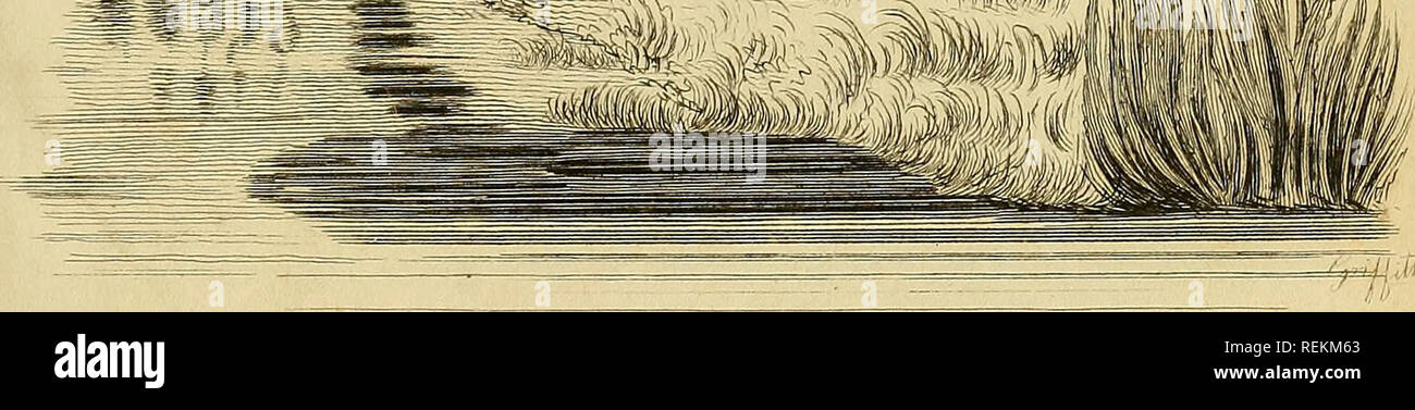 . La classe des mammifères. Les mammifères. ^;Mliii. CJIamilton SmithEsq mc 'dtl* jusqu'à W1LB .3®A3, "SON AJPBM. Londres publié par G.B. WhzttakerSep.1853.. Veuillez noter que ces images sont extraites de la page numérisée des images qui peuvent avoir été retouchées numériquement pour plus de lisibilité - coloration et l'aspect de ces illustrations ne peut pas parfaitement ressembler à l'œuvre originale.. Cuvier, Georges, baron, 1769-1832 ; Griffith, Edward, 1790-1858 ; Pidgeon, Edward ; Smith, Charles Hamilton ; Thomas, Landseer, 1795-1880, malades, Basire, James, 1769-1835, graveur ; Bradley, T. , engraver ; Clowes, William, 1779-1847, de l'imprimante. L Banque D'Images