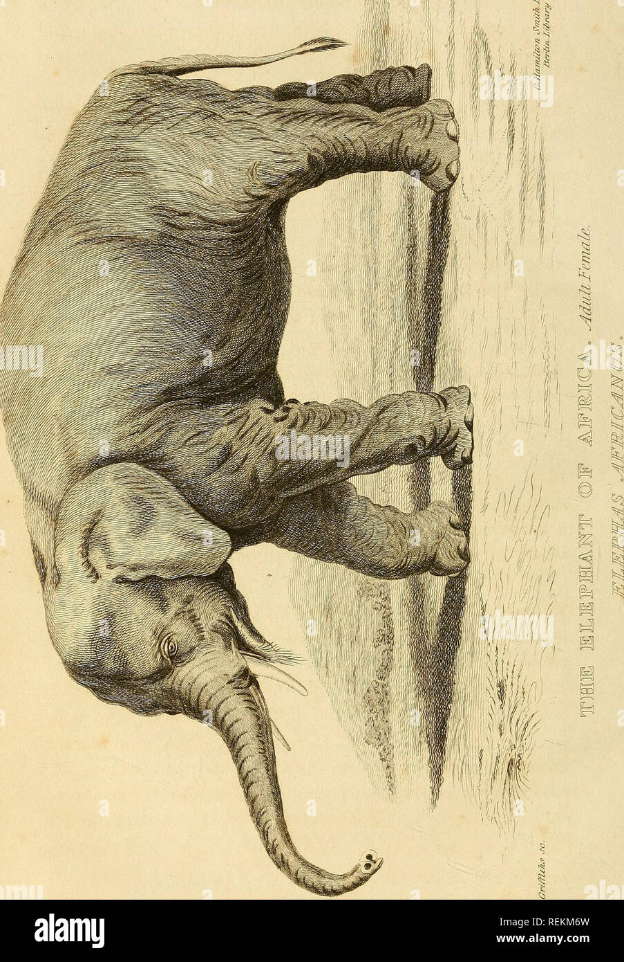 . La classe des mammifères. Les mammifères. . Veuillez noter que ces images sont extraites de la page numérisée des images qui peuvent avoir été retouchées numériquement pour plus de lisibilité - coloration et l'aspect de ces illustrations ne peut pas parfaitement ressembler à l'œuvre originale.. Cuvier, Georges, baron, 1769-1832 ; Griffith, Edward, 1790-1858 ; Pidgeon, Edward ; Smith, Charles Hamilton ; Thomas, Landseer, 1795-1880, malades, Basire, James, 1769-1835, graveur ; Bradley, T. , engraver ; Clowes, William, 1779-1847, de l'imprimante. Londres : Imprimé pour Geo. B. Whittaker Banque D'Images