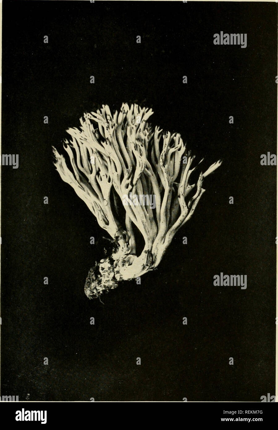 . Le clavarias des États-Unis et du Canada. Clavaria. PLATK 25. Clavaria amethystina. N° 4363.. Veuillez noter que ces images sont extraites de la page numérisée des images qui peuvent avoir été retouchées numériquement pour plus de lisibilité - coloration et l'aspect de ces illustrations ne peut pas parfaitement ressembler à l'œuvre originale.. Coker, William Chambers, 1872-1953. Chapel Hill, N. C. , l'University of North Carolina Press Banque D'Images