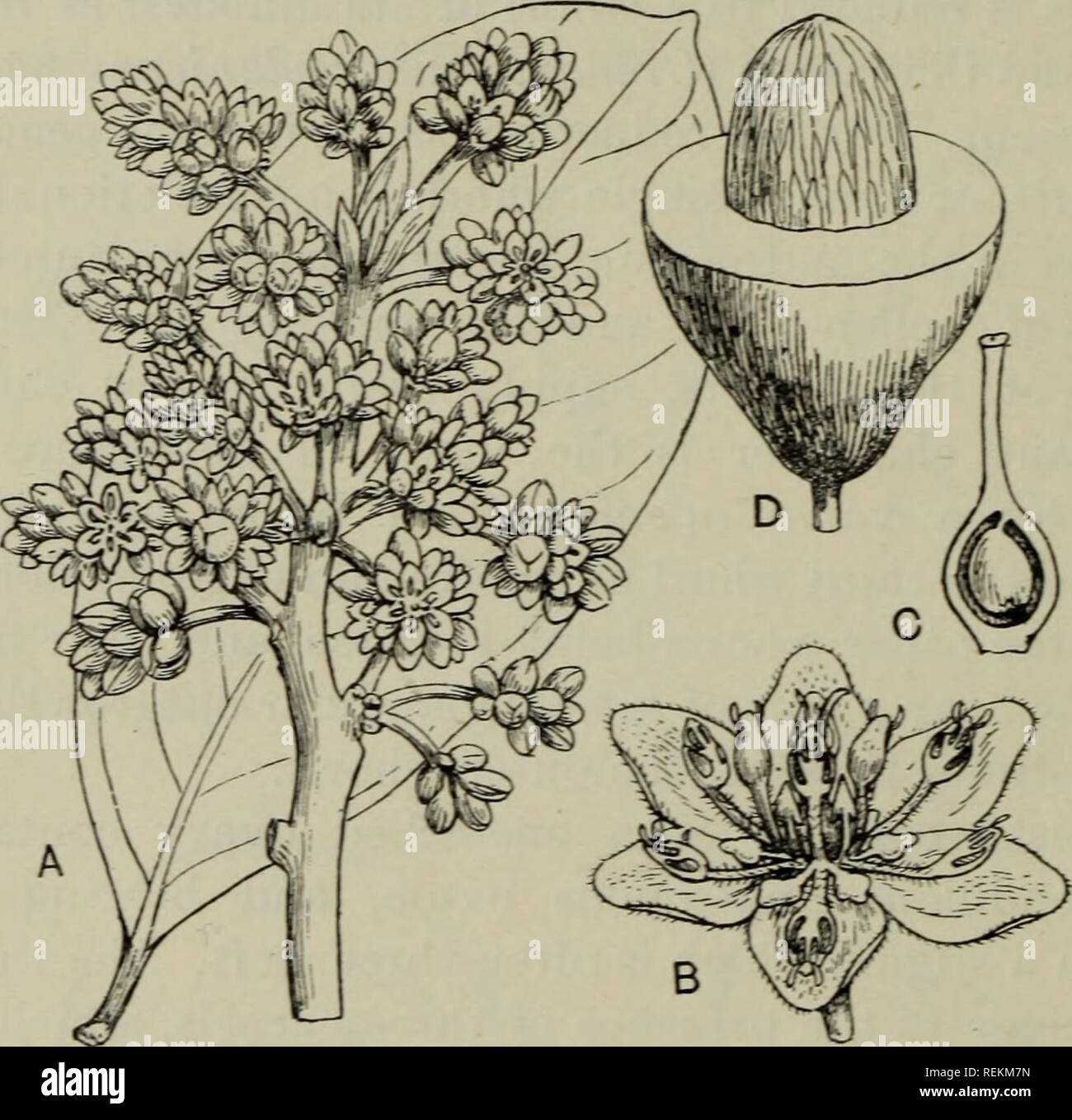 . La classification des plantes à fleurs. Les plantes. 136 FLOWERIXG PLAXTS ont considéré, en avoir ou dioïque fleurs polygames avec les pièces disposées en quatre. Dans l'homme un périanthe à feuilles est suivie d'un nombre variable d'étamines, généralement de 8 à 12, dans deux ou trois spires, l'intérieur de qui portent une paire de glandes latérales (fig. 62, E). Les fleurs femelles ont généralement un verticille de staminodes alternant avec les feuilles de périanthe.. Fig. 63. Persea americana. A. Les feuilles et inflorescence, x f. B. Fleur, x 3. C. Pistil coupés pour shew ovule, x 3. D. Drupes, la partie supérieure découpée à shew Banque D'Images