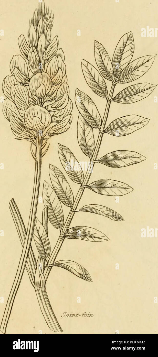 . Les classes et les ordres du système linnéen de botanique : illustré par sélectionner des spécimens de plantes indigènes et étrangers. Les plantes ; les plantes. BIABEHPHIA DECANDRIA *.â. J'HEBXSARITM OBKTCHIS. Veuillez noter que ces images sont extraites de la page numérisée des images qui peuvent avoir été retouchées numériquement pour plus de lisibilité - coloration et l'aspect de ces illustrations ne peut pas parfaitement ressembler à l'œuvre originale.. Duppa, Richard, 1770-1831. Londres : Imprimé par T. Bensley pour Longman, Hurst, Rees, Orme, Brown et Banque D'Images