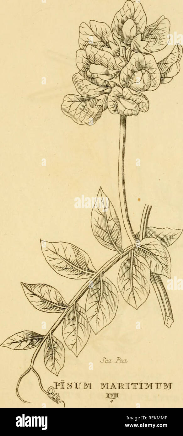 . Les classes et les ordres du système linnéen de botanique : illustré par sélectionner des spécimens de plantes indigènes et étrangers. Les plantes ; les plantes. DZCANDXIA iMTiMrm BIAJDELPHIA.. Veuillez noter que ces images sont extraites de la page numérisée des images qui peuvent avoir été retouchées numériquement pour plus de lisibilité - coloration et l'aspect de ces illustrations ne peut pas parfaitement ressembler à l'œuvre originale.. Duppa, Richard, 1770-1831. Londres : Imprimé par T. Bensley pour Longman, Hurst, Rees, Orme, Brown et Banque D'Images