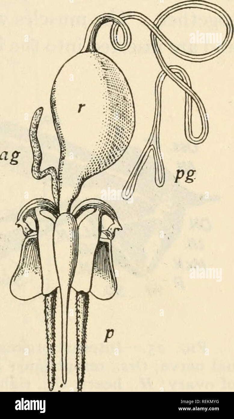 . Livre de classe d'entomologie économique. Les insectes, nuisibles et bénéfiques. [From old catalog] ; insectes ; les insectes. La STRUCTURE, LA CROISSANCE ET L'ÉCONOMIE D'INSECTES 19 {Tremex columba) ; les mouches ont vu l'intérieur des plaques pour former le canal des oeufs, la partie supérieure forme des plaques d'une gaine, tandis que la partie inférieure des bords dentelés ont et sont utilisés comme une scie, faisant des fentes sur feuille ou tige pour le dépôt des oeufs. Dans la piqûre d'hyménoptères l'ovipositeur est modifiée pour former un aiguillon ; la partie supérieure de vannes l'abeille sont mous, formant une paire de palpi, la forme des lobes internes une gaine, et les lobes ventraux sont repr Banque D'Images