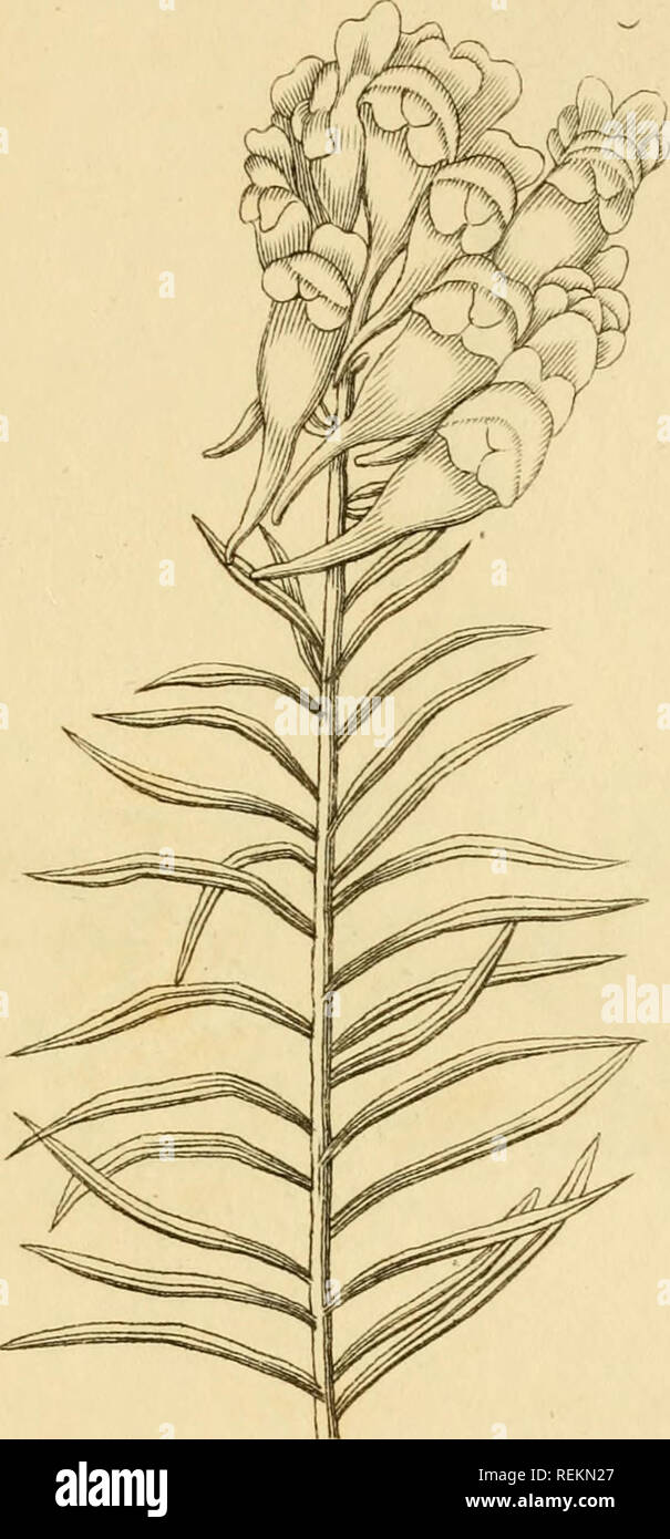 . Les classes et les ordres du système linnéen de botanique : illustré par sélectionner des spécimens de plantes indigènes et étrangers. Les plantes ; les plantes. ANGIOSPERMIA. Toad-fLaa : AOTiaRHIlUM 1LI K"AB IA. Veuillez noter que ces images sont extraites de la page numérisée des images qui peuvent avoir été retouchées numériquement pour plus de lisibilité - coloration et l'aspect de ces illustrations ne peut pas parfaitement ressembler à l'œuvre originale.. Duppa, Richard, 1770-1831. Londres : Imprimé par T. Bensley pour Longman, Hurst, Rees, Orme, Brown et Banque D'Images