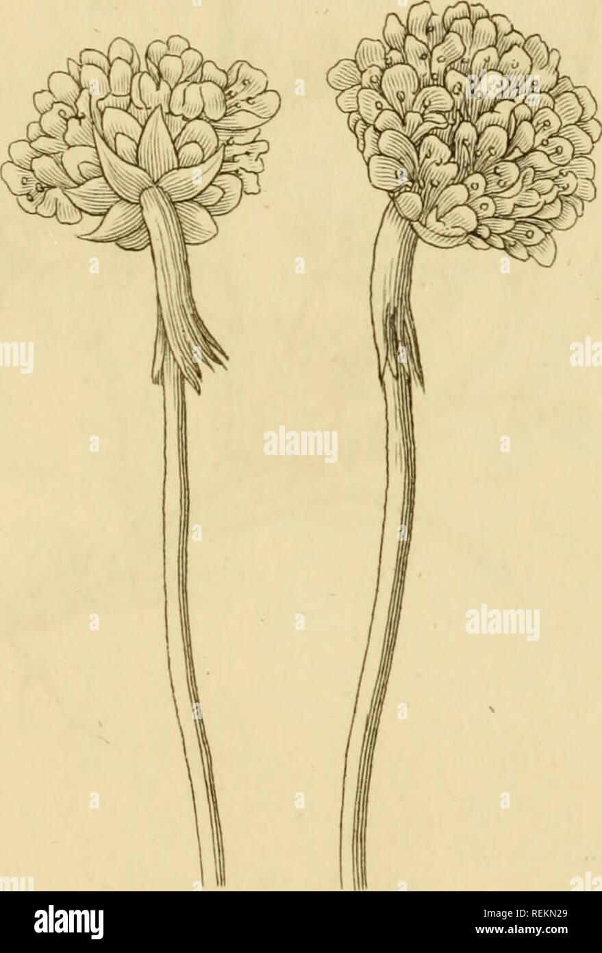 . Les classes et les ordres du système linnéen de botanique : illustré par sélectionner des spécimens de plantes indigènes et étrangers. Les plantes ; les plantes. PENTA-GYlSriA. Tknft:STATICE AK.mem.IA. Veuillez noter que ces images sont extraites de la page numérisée des images qui peuvent avoir été retouchées numériquement pour plus de lisibilité - coloration et l'aspect de ces illustrations ne peut pas parfaitement ressembler à l'œuvre originale.. Duppa, Richard, 1770-1831. Londres : Imprimé par T. Bensley pour Longman, Hurst, Rees, Orme, Brown et Banque D'Images