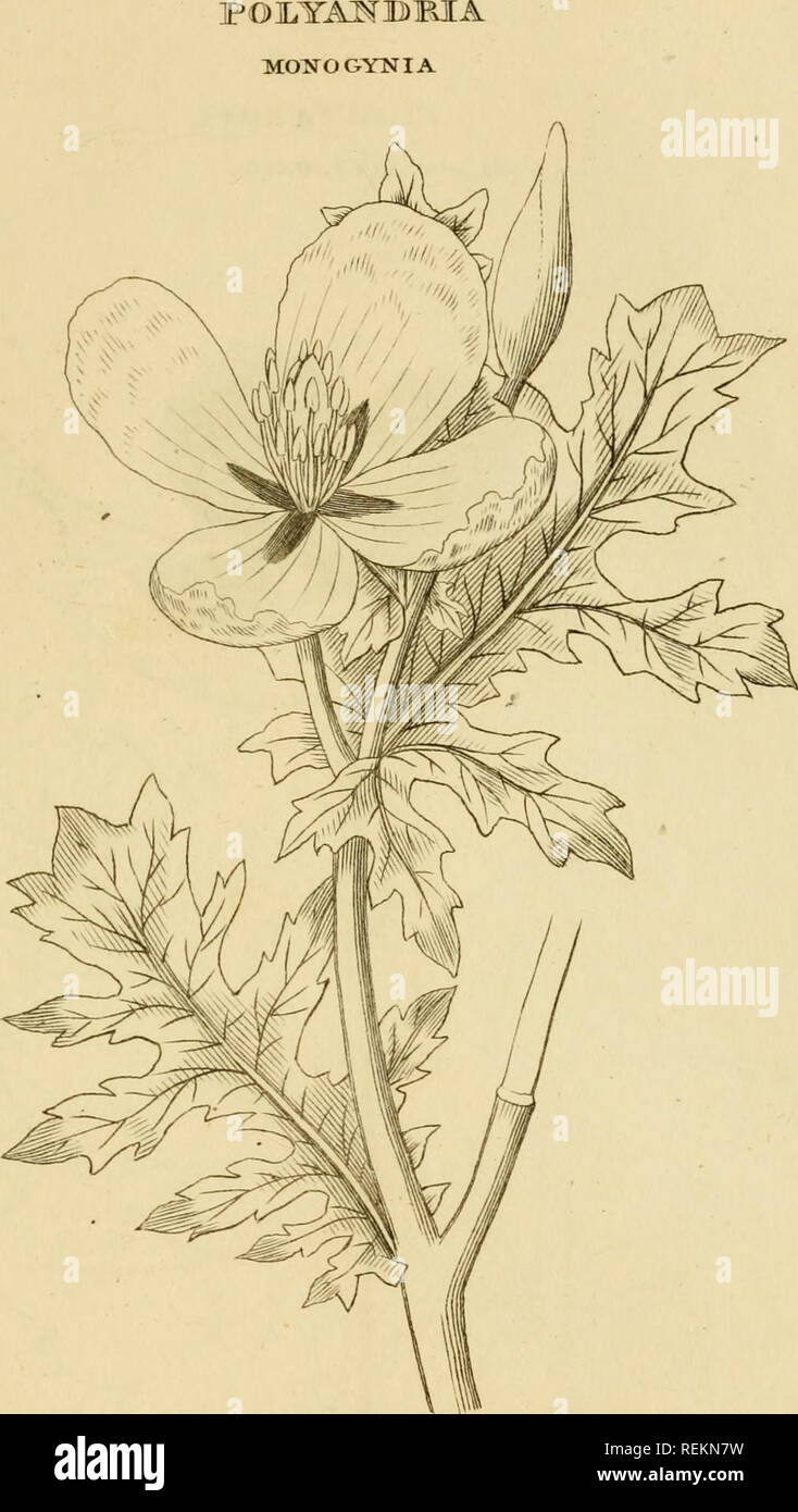 . Les classes et les ordres du système linnéen de botanique : illustré par sélectionner des spécimens de plantes indigènes et étrangers. Les plantes ; les plantes. - OHIITM rriLATTTM ORWI CHELID C un. Veuillez noter que ces images sont extraites de la page numérisée des images qui peuvent avoir été retouchées numériquement pour plus de lisibilité - coloration et l'aspect de ces illustrations ne peut pas parfaitement ressembler à l'œuvre originale.. Duppa, Richard, 1770-1831. Londres : Imprimé par T. Bensley pour Longman, Hurst, Rees, Orme, Brown et Banque D'Images