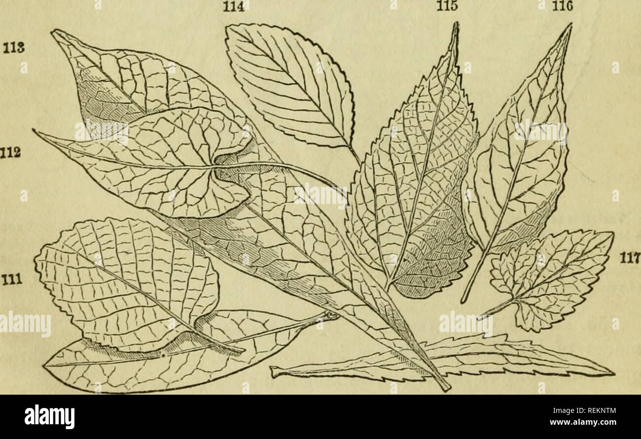 . Class-livre de botanique : être présente de la structure, la physiologie et la classification des végétaux ; avec une flore des États-Unis et du Canada. Botanique ; plantes ; les plantes. 64 FORME OU FIGURE. 259. De la nervation réticulée, l'étudiant devrait noter soigneusement trois formes principales, la plume, la nervation palmée, à pâte persillée et la triple nervure. La plume (à pâte persillée pinni nervure) feuille est celui dans lequel la nervation est constitué d'une nervure principale, donnent à des intervalles et des veinules latérale- vcinulcts Direction générale de l'ing. Ex. hêtre, châtaignier. 260. Dans l'émettre de nervure (palmi nervure) la feuille venation con- siste de plusieurs Banque D'Images