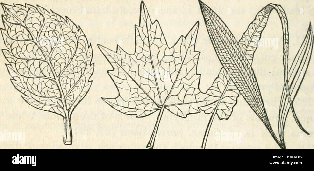 . Une classe-livre de botanique, conçu pour des collèges, des académies, des séminaires et d'autres où la science est enseignée ... Illustré par une flore du nord des États-Unis, particulièrement en Nouvelle-Angleterre et à New York. La botanique ; plantes -- United States ; plantes -- Canada. 86 LA FEUILLE. sont toujours reliés par des veinules transversale simple. Ex. de l'herbe, Lily. 1 2 3 4. FIG. 28. - Formes de venation. J, 2, Exogens ; 3, 4 ; Endogen, acrogen. 3cl. Nervation fourchue, comme dans le Ciyptogo.Mia, lorsque les veines se diviser et subdiviser par divisions fourchue wliich ne s'unissent à nouveau. Ex. de fougères. 230. De la première de l'Idnd nervation réticulée, Banque D'Images