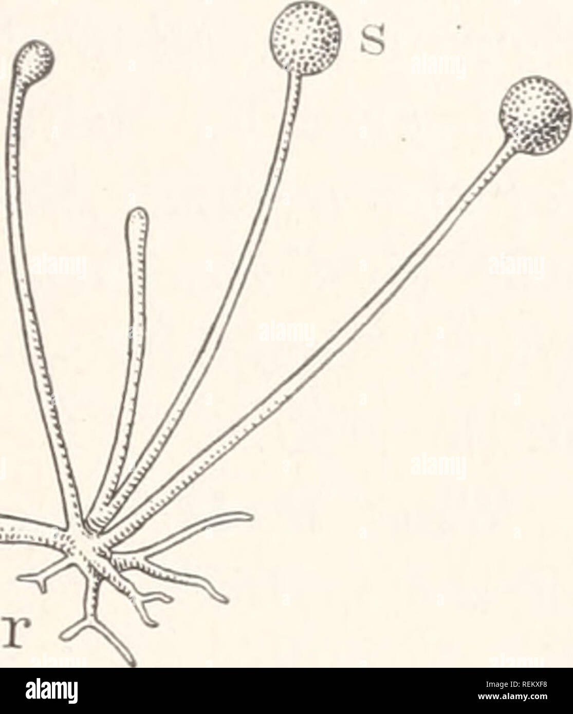 . Une civic biologie : présentés dans des problèmes. Biologie ; l'assainissement. Les plantes sans chlorophylle 133 la croissance de moule à pain. - - Si un morceau de pain humide est exposée à l'air de l'école, ou dans votre propre cuisine pour quelques minutes et ensuite recouvert d'un verre Tumbler et conservé dans un endroit chaud, dans un jour ou deux une croissance blanchâtre floue apparaît sur la surface du pain. Cette croissance peu devient noir. Si nous examinons maintenant un petit morceau de pain avec une loupe ou microscope à faible puissance, on trouve une masse enchevêtrée de threads (le mycélium) couvrant la surface du pain. À partir de cette masse de thr Banque D'Images