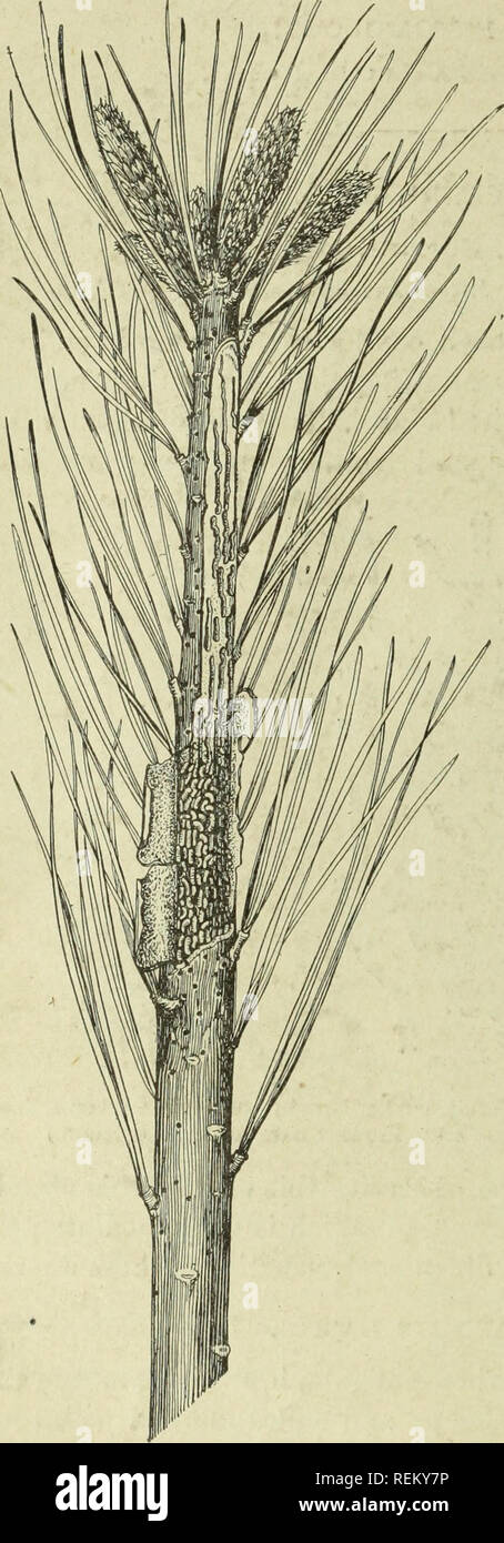 . Circulaire. Les insectes. les oeufs dans des perforations dans l'écorce de la tige de l'année précédente, plaçant un ou deux oeufs dans une fosse ou une cavité dans l'écorce interne faite par le bec de la mère. Dans de six à dix jours les oeufs commencent à éclore en petits vers blancs (larves), qui d'abord sont habituellement trouvés en grand nombre sur l'alimentation l'écorce interne et cambium (voir fig. 2). Ils travaillent habituellement vers le bas et parfois prolonger leur travail dans l'écorce des 2 ans de la base de la tige et des branches. Au moment où la larve ? Ont terminé leur développement (fig. 1, b) ils sont considérablement réduits en nu Banque D'Images