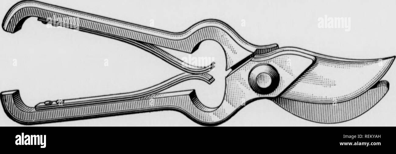 . En vertu de l'irragation fruits Cirtus. Les agrumes, les fruits-culture. Fig. 26. Fig. 27 côtés coupés dans le membre et laisser un bord déchiqueté au centre où ils rencontrent, mais à un seul tranchant, /"^^ T rr t t^ ^^ TTrA -Â" - â -- -^ . 8^^^iii z^^ UiNUEK TKUllw uc5 29 d'IRRIGATION cette difficulté est évité. Sécateur à long manche sont utilisés pour enlever des branches pas facilement accessibles du sol ou de l'échelle. Ils sont particulièrement utiles pour tailler les branches de l'intérieur de l'arbre. Dans la Fig. 28 est montré le Malaga shears, un style très utilisé en Californie. Une scie est nécessaire pour enlever les grosses branches. Je Banque D'Images