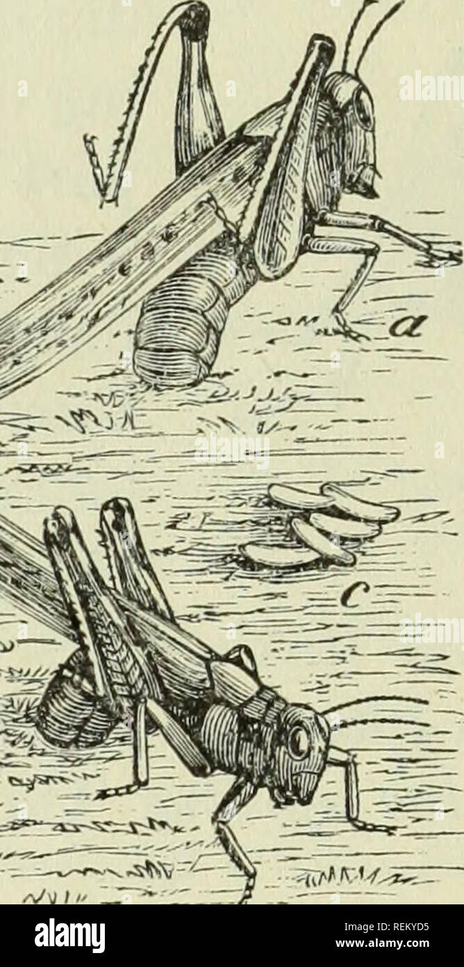 . Circulaire. Les insectes. Fig. 4.-Rocky Mountain ou sauterelle sauterelle Melanoplus spretus) : (a, a, a, dans des positions différentes, la ponte ; b, l'oeuf-pod extraites du sol, avec la fin ouverte ; c, quelques oeufs qui lâche sur le terrain ; d, e voir la terre en partie retiré, pour illustrer la masse d'œufs déjà en place et un étant placé ; /montre où une telle masse a été couvert. (Après Riley.). Veuillez noter que ces images sont extraites de la page numérisée des images qui peuvent avoir été retouchées numériquement pour plus de lisibilité - coloration et l'aspect de ces illustrations ne peut pas parfaitement Banque D'Images