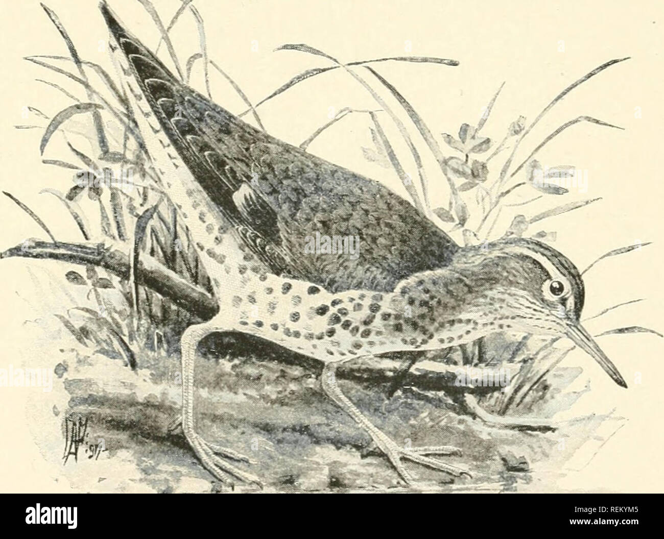 Citizen Bird Scènes De La Vie Des Oiseaux Dans Langlais