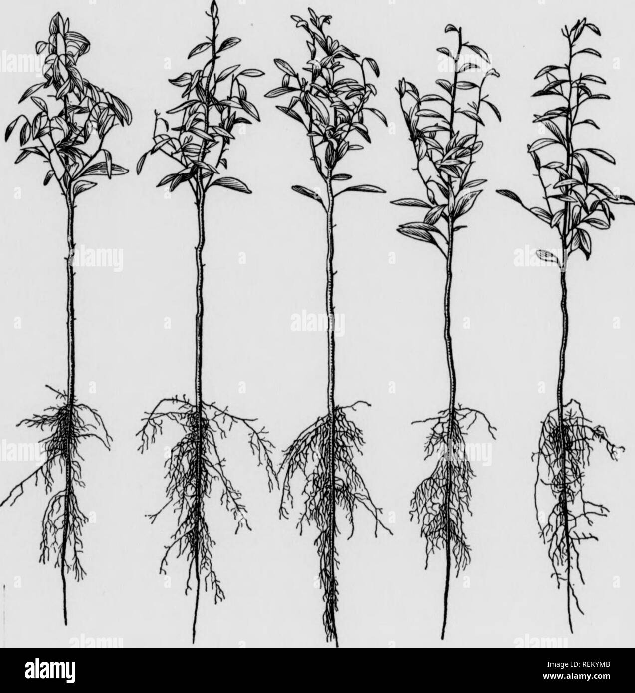 . En vertu de l'irragation fruits Cirtus. Les agrumes, les fruits-culture. RiTPTTC FRTTTTCi TTMnRP OA ; TPPTnATTOKT &AMP ; 91 la première année, les plus grands doivent être transplantés et les plus petits la laisse pousser pour une autre année. Ces plantes plus petites, après l'éclaircissage des plus grands, auront une bonne occasion pour la croissance au cours du deuxième été, et sera donc susceptible de faire le fort et massif plantes lorsque prêt. Fig. 10 pour le repiquage. Fig. 10 montre un lot de 2 ans pépinière de plantes. La grande stockiness et un meilleur développement racinaire de ces au cours de la 1-year-old plantes seront très Banque D'Images