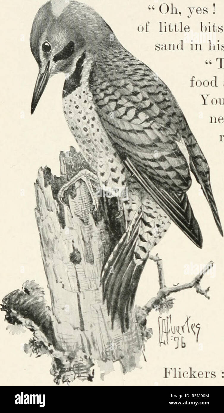 Citizen Bird Scènes De La Vie Des Oiseaux Dans Langlais