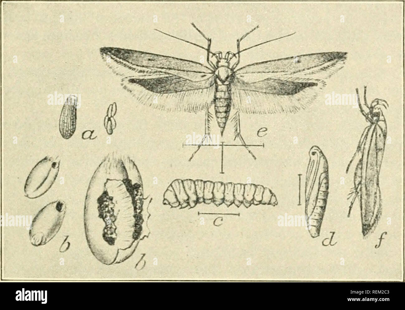 . Circulaire. Les insectes nuisibles ; les insectes nuisibles. Sitotroga cerealella (fig. 3), dans le sud de l'Illinois, où MM. Halliday Frères, du Caire, les producteurs et les expéditeurs de blé, étaient alors confrontés à de considérables difficultés des ravages de ce grain papillon, non seulement dans leurs silos à grains, mais aussi dans des barges chargées de blé pour être expédié par la rivière à la Nouvelle Orléans et de là, exportés par bateau à vapeur. C'est au cours de ces enquêtes que ce prédateur a été découvert à attaquer les larves de la teigne des grains. Que la publication d'origine contenant les observations de l'auteur devient de plus en plus de difficu Banque D'Images