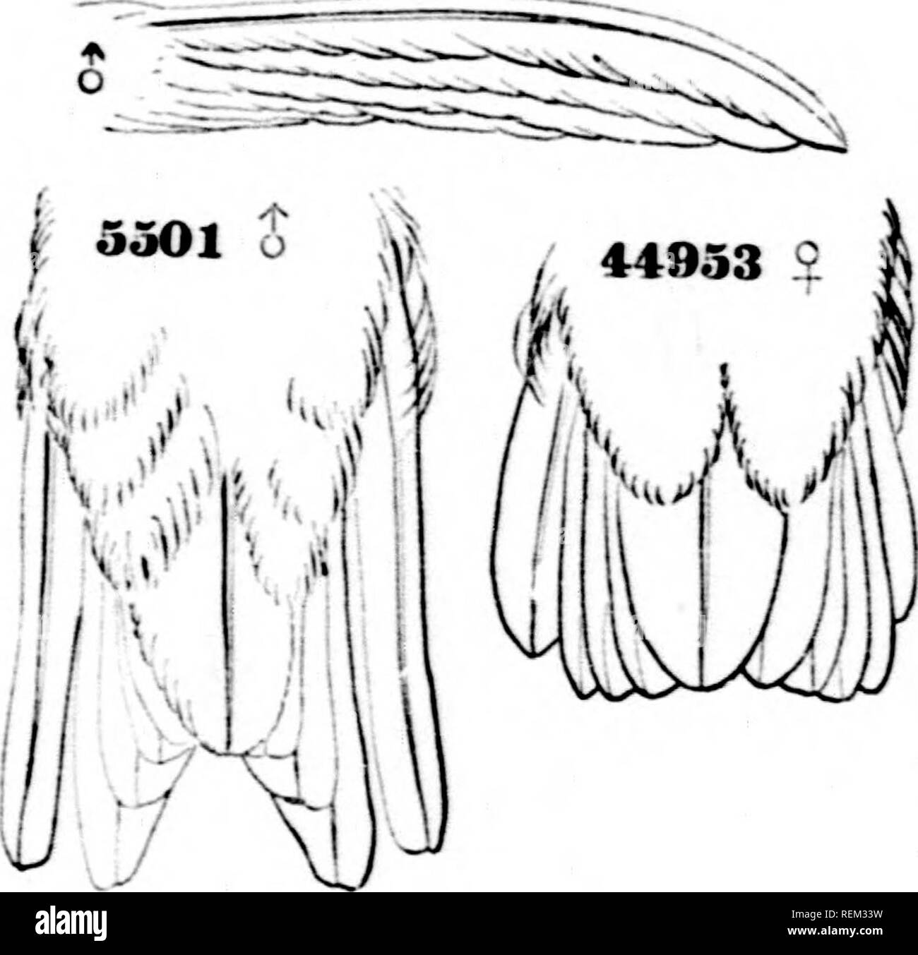 . Une histoire d'oiseaux de l'Amérique du Nord [microforme] : les oiseaux terrestres. Les oiseaux -- Amérique du Nord ; Amérique du Nord -- ornithologie ; Oiseaux -- AmÃ©rique du Nord ; Ornithologie -- AmÃ©rique du Nord. 454 oiseaux de l'AMÉRIQUE DU NORD. Calypte anna, C.orLD. ANNA HUMMING-BIRD. Ornismya amm, Lf.ssox, Oiseaux, Moiulics:ls 30, () pi. cxxiv. Trochihis Jaudine, Anna, Nat. Lil". lluiiiniiii.i,'-l&155;ii&lt;ls, 1, lt3, pi. vi. Â Ari). L'ONR. Iiij()L8, pi. etlii. - LlKKii.M. X, S, o^ (nid). Callipklox, Anna (l.v.MitKL, Vr. A. X. Sc. Phil. Malade, lbh&gt ;, "6. -En. Jonni. -J.l !*t'r. I, 1S47, 32. Trochi/lis (.Iff/iLs) annii, IJKKHKNnA Banque D'Images