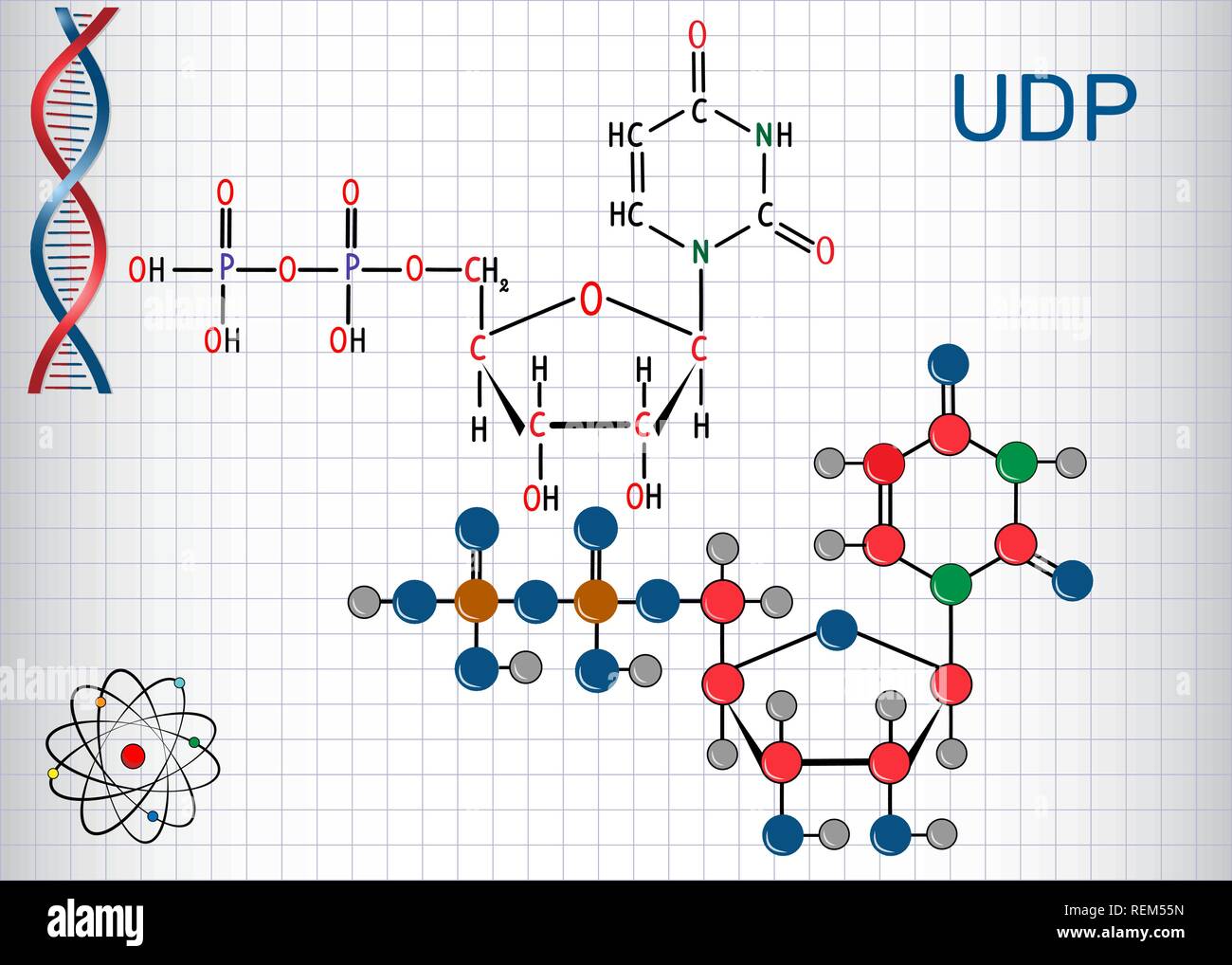 L'uridine diphosphate (UDP) molécule de nucléotides. Formule chimique structurale et molécule modèle. Feuille de papier dans une cage.Vector illustration Illustration de Vecteur
