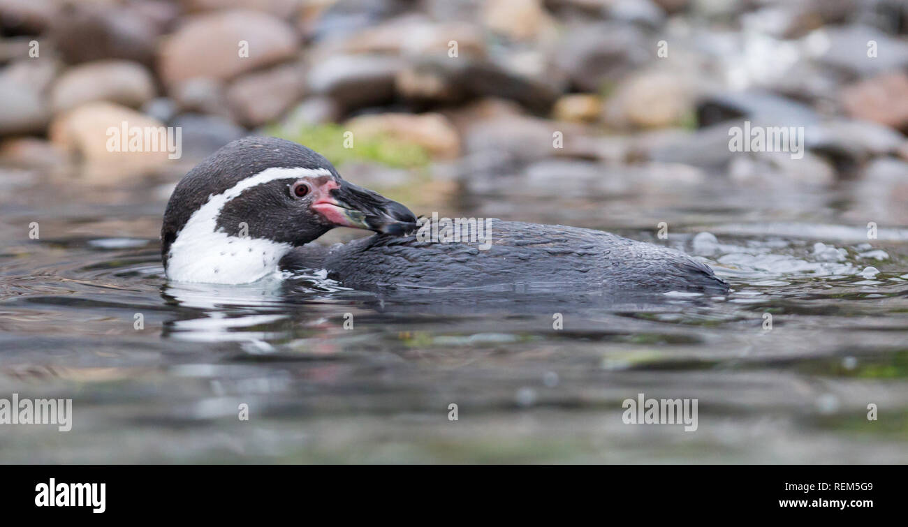 Manchot de Humboldt la natation dans l'eau froide Banque D'Images