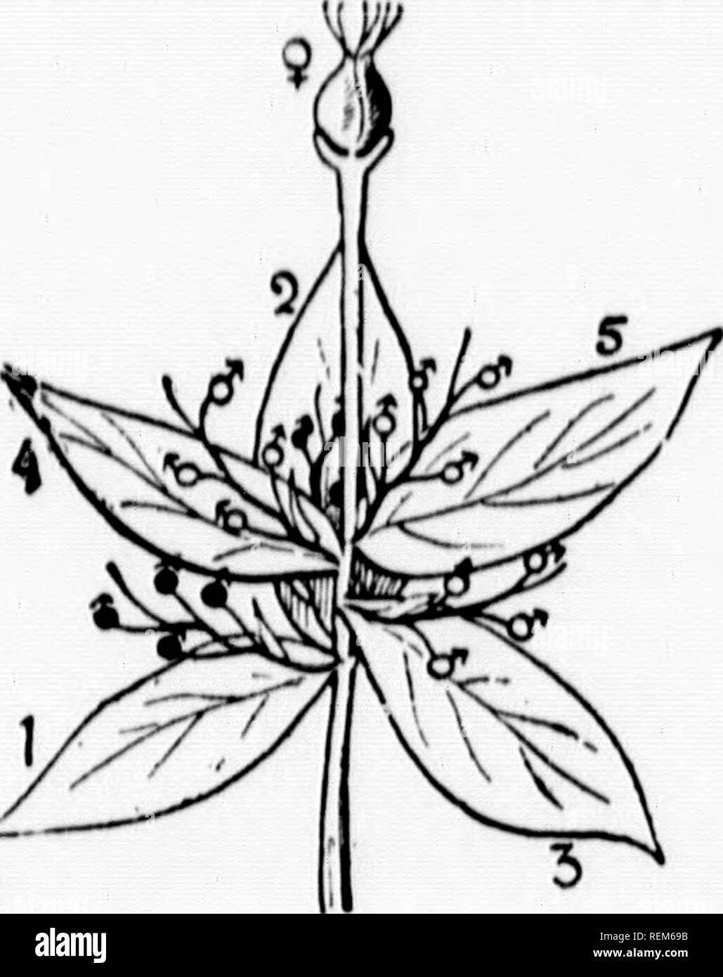 . Botanique élémentaire [microform]. Botanique ; Botanique. FiK. 149.-DiagMm de cy.ithium de Kupliorbia. i, 2, 3, 4, 5 .br.nre tic.. Fiff. 150.-Scheme de cyathes d huplwrbia. i, 2, 3, 4, 5 sont des fleurs et des bractées des inflorescences staminées latérale résultant à l'aisselle des bractées cinq qui forment l'involucre. RANUNCULACE-ffi (Famille) herbes habituellement. Feuilles alternes (sauf Clematis). Les fleurs, généralement, voyante ou hemicyclic acycliques, régulières (à l'exception des Moines- hood et Larkspur), hypogynous. Polysépale sépales pétaloïdes, souvent. Polypétale pétales ou absente. De nombreuses étamines. Carpelles en général plus que Banque D'Images