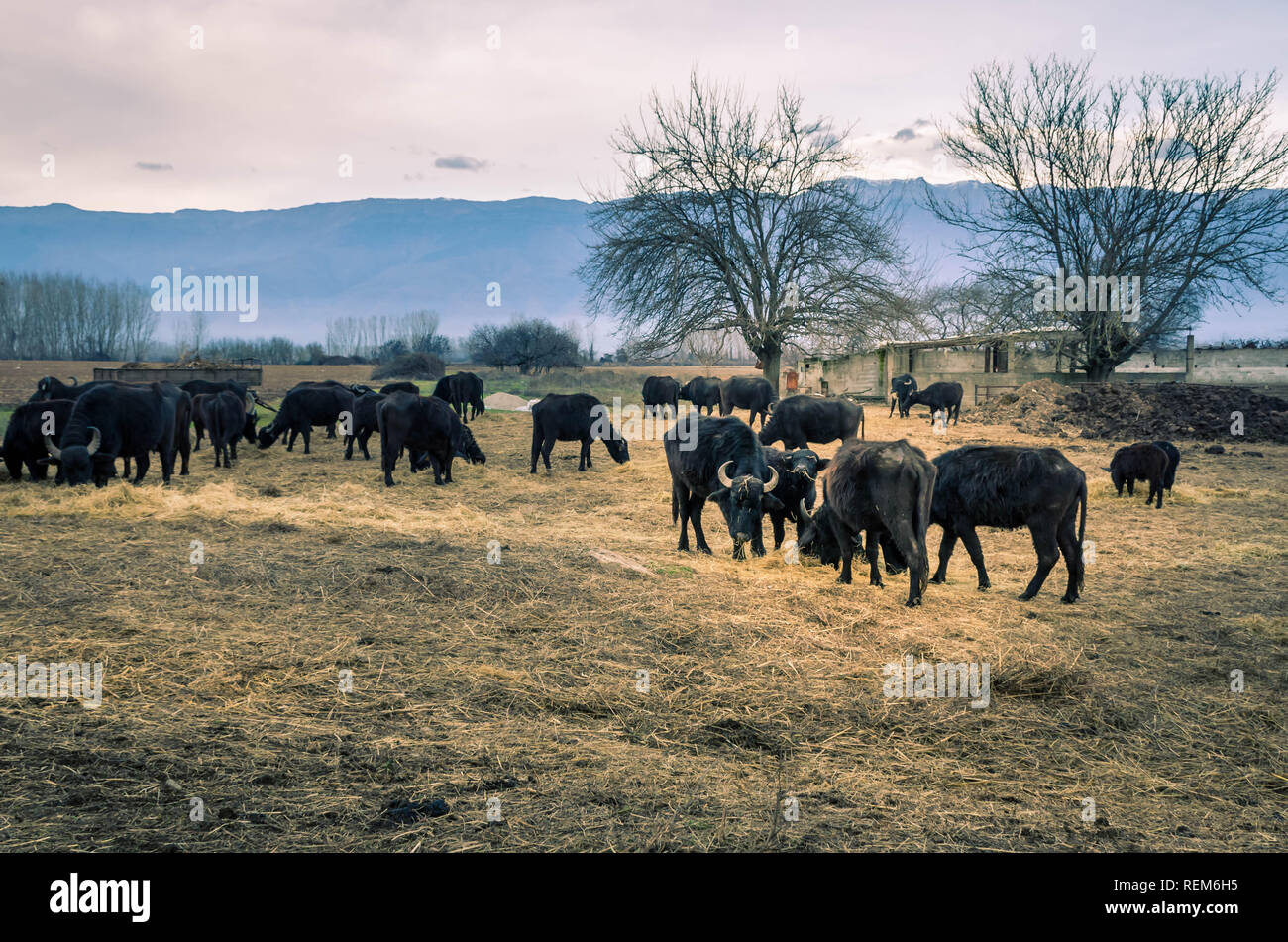 Un conduit des buffles qui paissent dans le pré près de Kerkini lake. Banque D'Images