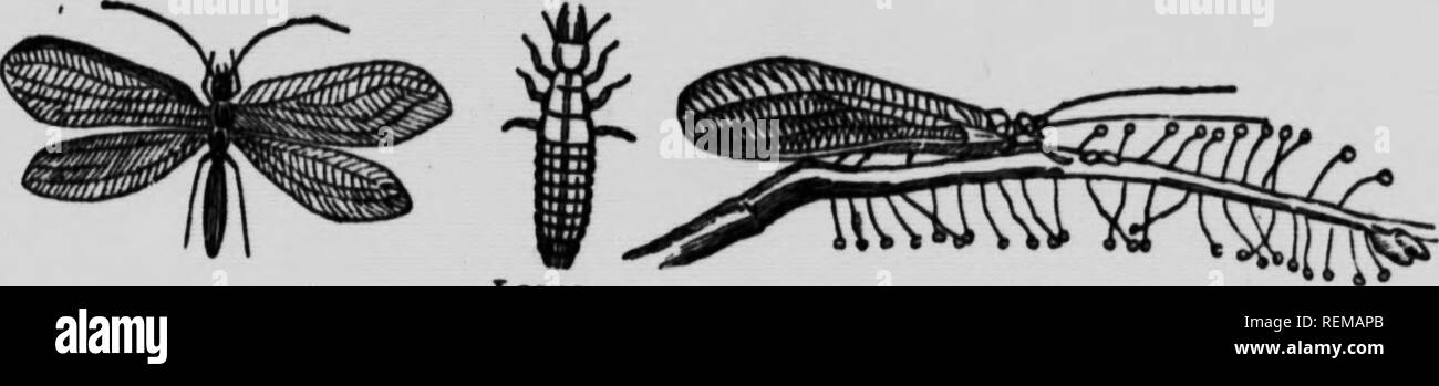 . Ennemis des agriculteurs et leurs remèdes [microform]. Les ravageurs ; les ravageurs agricoles, les ravageurs agricoles, animaux et plantes nuisibles, lutte contre les ennemis des cultures ; ; Ennemis des cultures, Lutte contre les. Thl8 beetle travaille à l'Aphis de destruction et les cochenilles, et nulte est commun. "Im". (Chrytopa Lace-Winged Fly oculata).. Lorsque la coccinelles sont super destrojers d'échelle et l'APHIS, le larvje wlnged-Dentelle de la débarrasser des mouches de millions d'arbres et de plantes d'Aphidtr. La flv a un corps mince, avec de délicats, ganze-llke ailes, et sa couleur est ?enerallv^gr n avec des yeux d'or. Les oeufs sont dep Banque D'Images