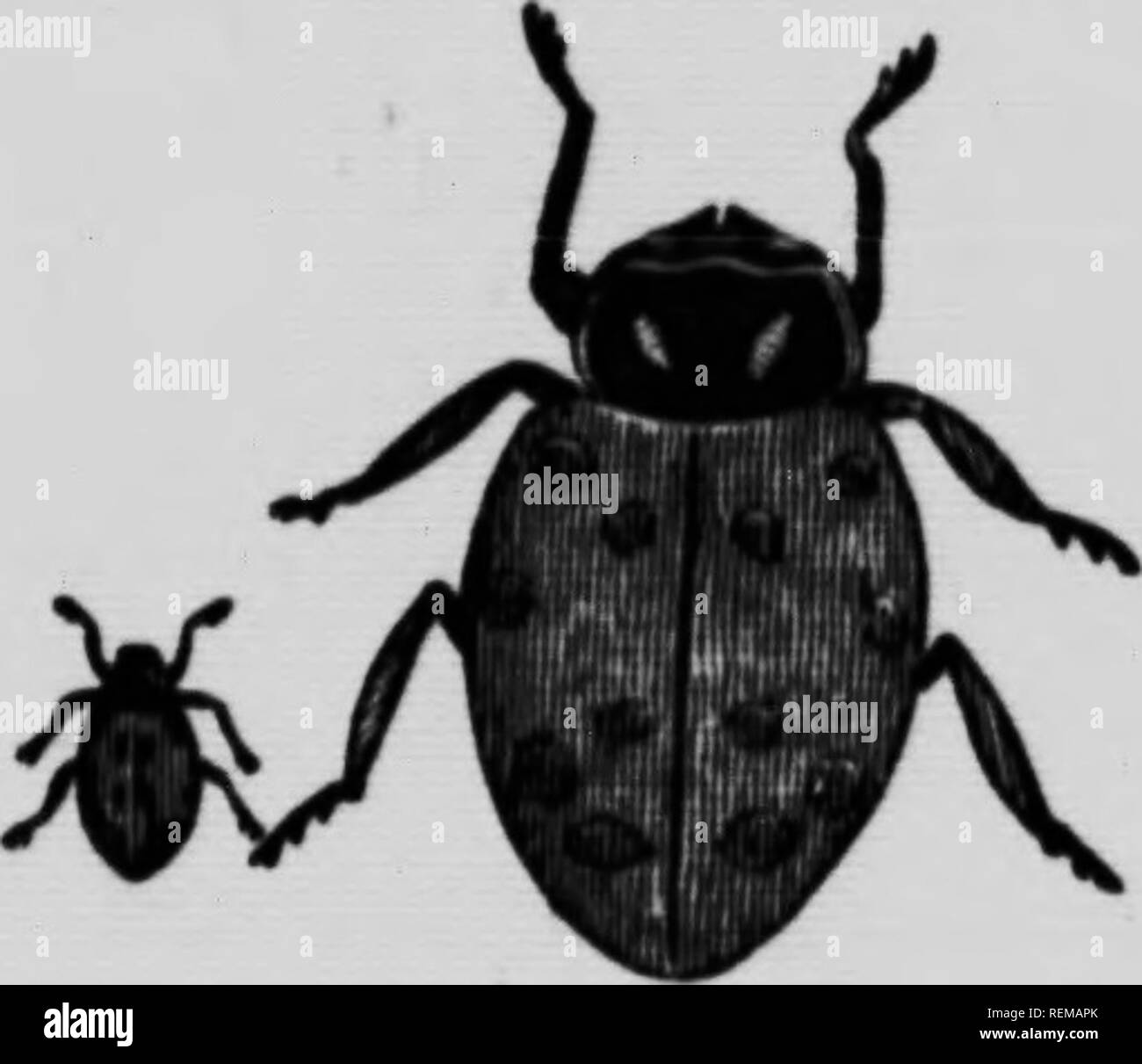 . Ennemis des agriculteurs et leurs remèdes [microform]. Les ravageurs ; les ravageurs agricoles, les ravageurs agricoles, animaux et plantes nuisibles, lutte contre les ennemis des cultures ; ; Ennemis des cultures, Lutte contre les. CoKVKBoEST Ulppodamia ciffcna Ladybiro (CONV).. Thl8 beetle travaille à l'Aphis de destruction et les cochenilles, et nulte est commun. "Im". (Chrytopa Lace-Winged Fly oculata).. Veuillez noter que ces images sont extraites de la page numérisée des images qui peuvent avoir été retouchées numériquement pour plus de lisibilité - coloration et l'aspect de ces illustrations ne peut pas parfaitement ressembler à l'œuvre originale.. Banque D'Images