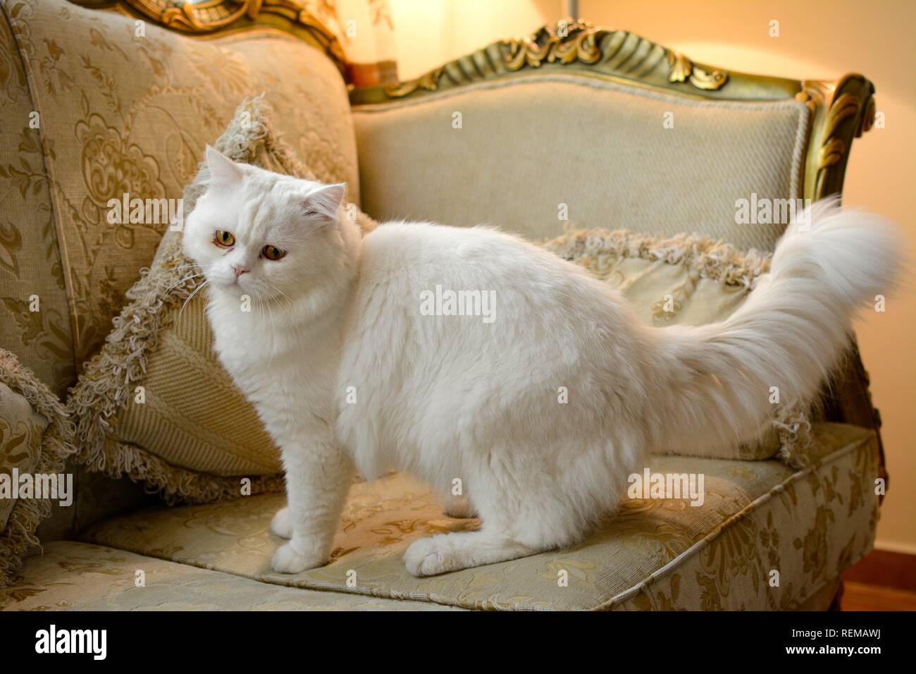 Adorable chat turc Banque D'Images