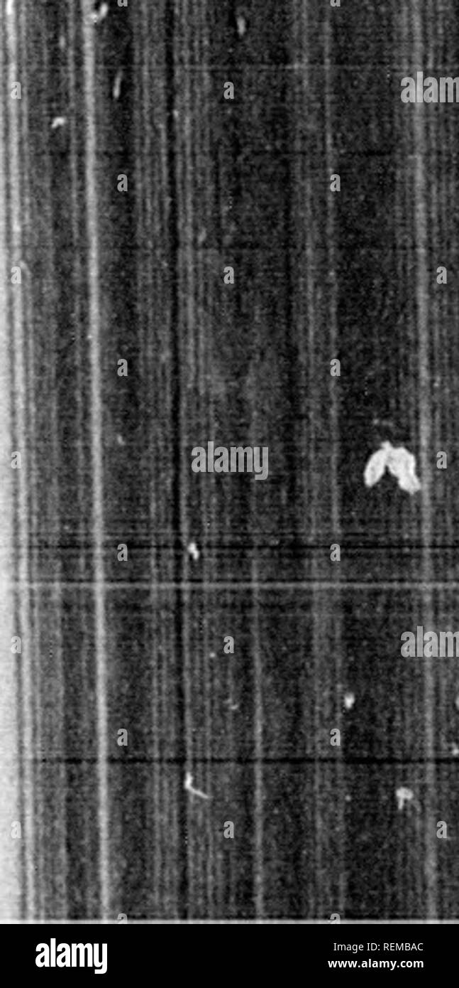 . Truites domestiquées [microforme] : comment se reproduisent et se développent entre eux. Culture du poisson ; Fontaine ; pisciculture ; Truite. L'élevage des jeunes alevins. ;193 rfectly ingular . fry de deux poissons morts ou comme e ou l'iree lear ; corps : .1 f • a lement et dans la dect e com- imained G Fry. fait partie de con- luy leurs jeunes ly ourlet. poissons risquent d'un ordre 5 pour mettre ;s devrait 1, devrait tlet, et peut être sm en voulant,* les cases doit être parfaitement propre, de sorte qu'il n'y aura rien mais les poissons et l'eau à verser. La prochaine chose est de les compter. Pour ce faire, une quantité nette de l'aliment-dans une casserole d'eau. Place Banque D'Images