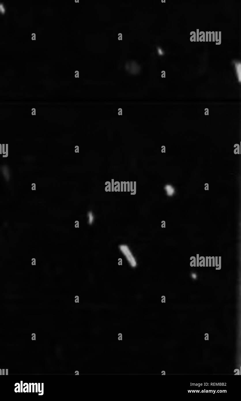 . Un cours élémentaire dans la pratique zoölogy [microforme]. Zoologie Zoologie ;. 94 Zoologie pratique. A part les muscles, et de trouver le nerf sciatique ; avec une paire de ciseaux (en regardant de près le pied ; rompre ce nerf ; ce qui se passe ? 3. Raccrochez comme avant, et pincer les orteils de chaque pied ; ce qui diiYerence est maintenant observé ? 4. Avec le forceps alternativement pincez les deux extrémités du nerf sectionné sciatir ; ce qui a lieu que ces deux extrémités sont coincé ? 5. Exécutez un fil le long de la colonne vertébrale, le faisant pivoter sur le point de détruire la moelle coid ; ce qui se produit alors que c'est ? Pincer les orteils comme C. Banque D'Images