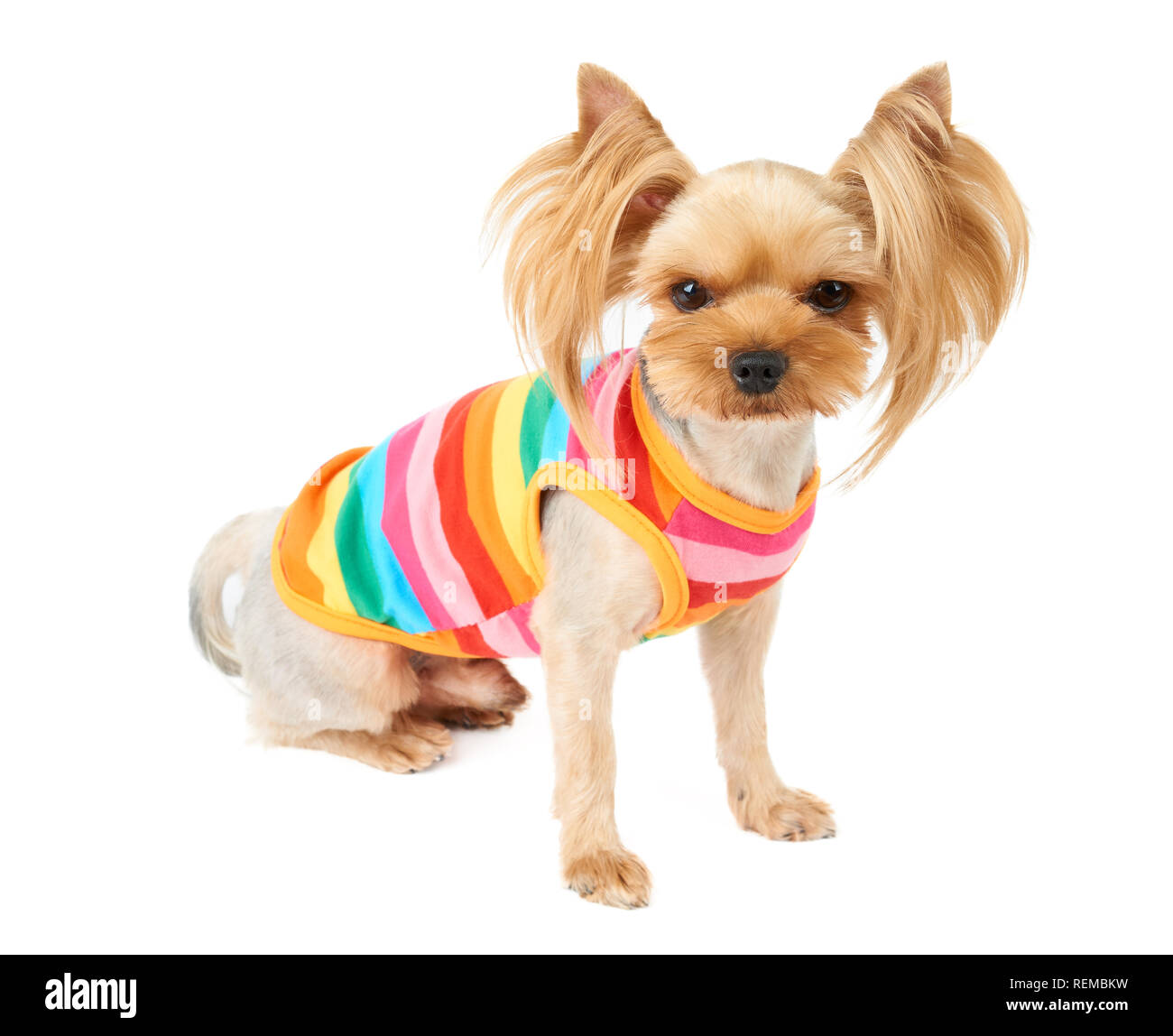 Un mignon Yorkshire Terrier animaux colorés en fonction isolated on white Banque D'Images