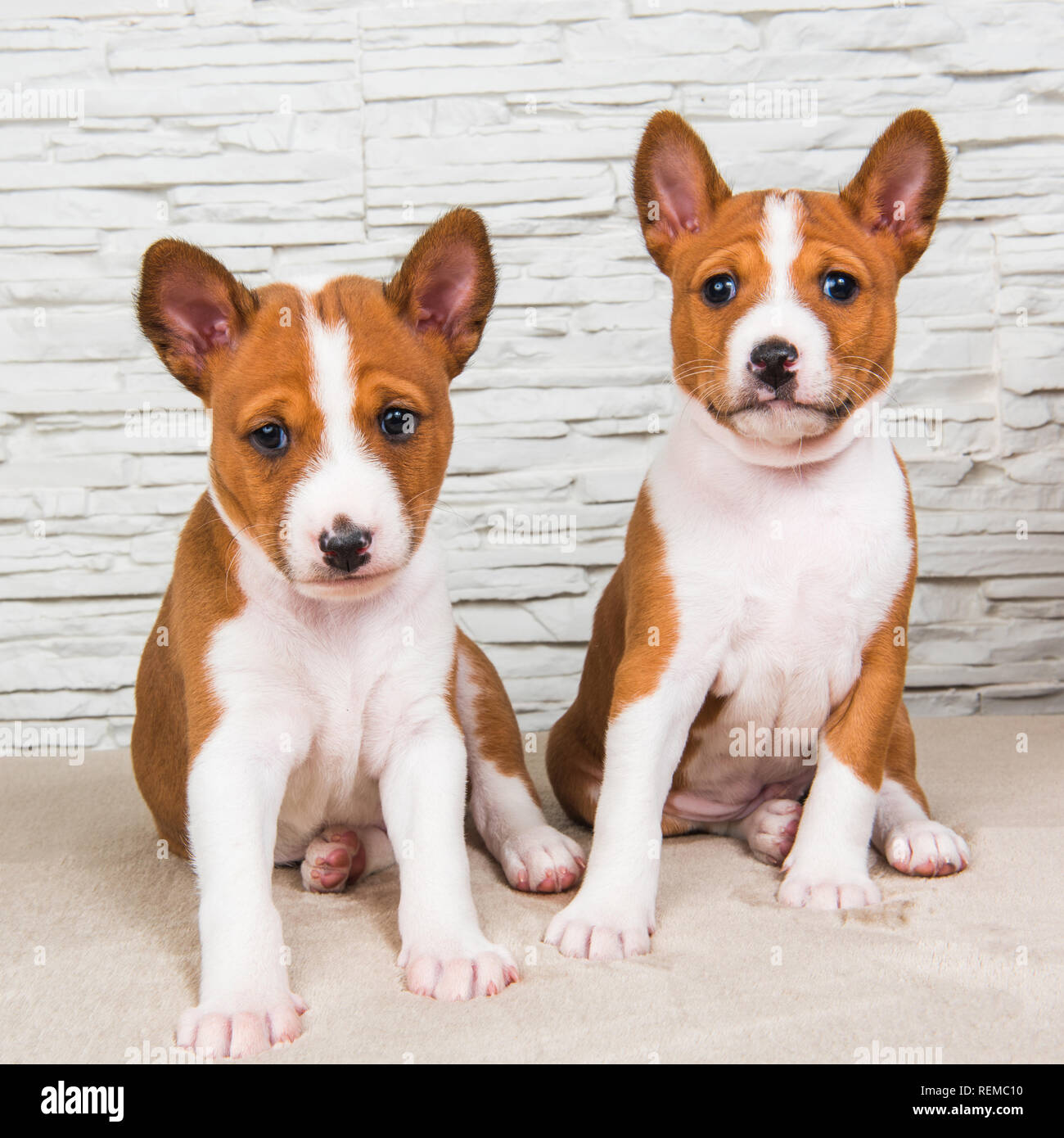 Drole De Petits Bebes Deux Chiens Chiots Basenji Sur Mur Blanc Photo Stock Alamy