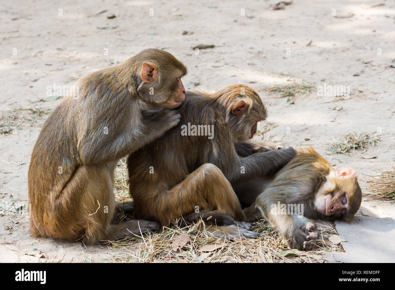 Macaque Rhésus (Macaca mulatta) toilettage des singes, Swayambhunath, Népal Banque D'Images