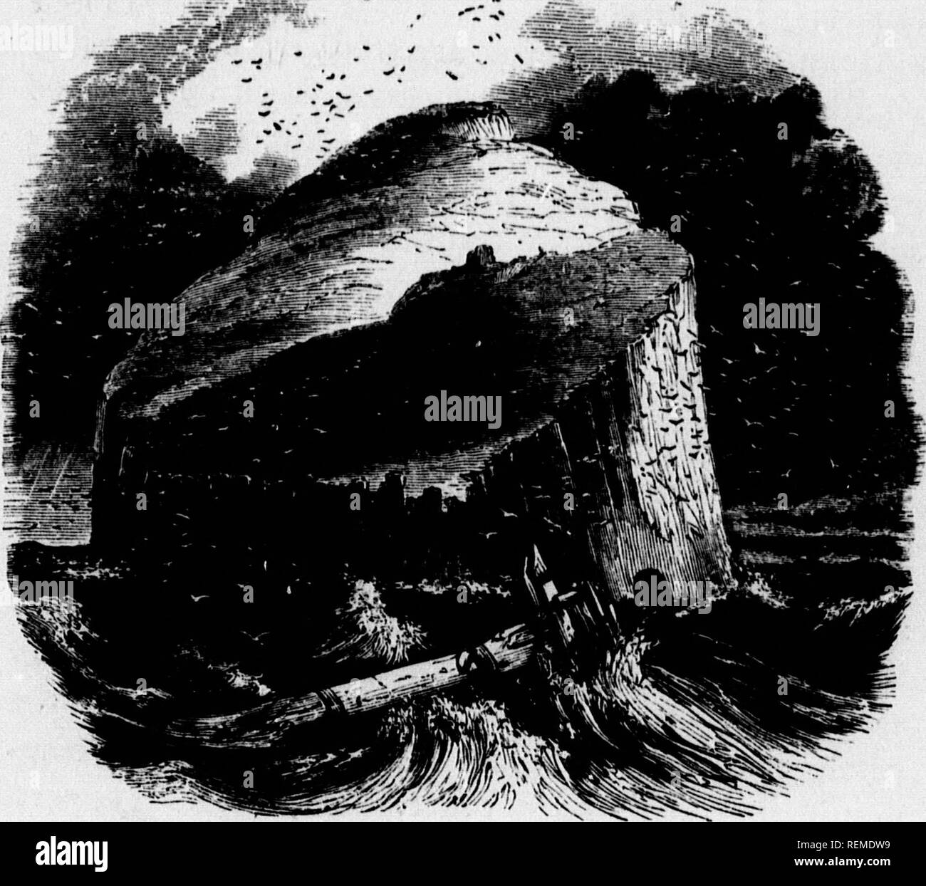 . L'océan [microform]. La biologie marine ; animaux marins ; les plantes marines ; Biologie marine ; Faune ; Flore marine marine. Les côtes de la Grande-Bretagne. 99 Ce que comme le pingouin, mais avec un bec pointu. Le Fou de Bassan (Sula bassana) PeUean est de la tribu, et est limité, au moins dans de grandes assemblées, à une ou deux localités : dont les principaux sont la Bass Rock sur la côte est de l'Ecosse, et Saint --" ; â¢â 3 ?j'' ?. La BASSE DE KOCK. Kilda, la plus occidentale des Hébrides. Sur ces îles rocheuses qu'ils assemblent dans ces innombrables hôtes qu'ils ne peuvent être comparés à un essaim d'abeilles, ou d'une douche Banque D'Images