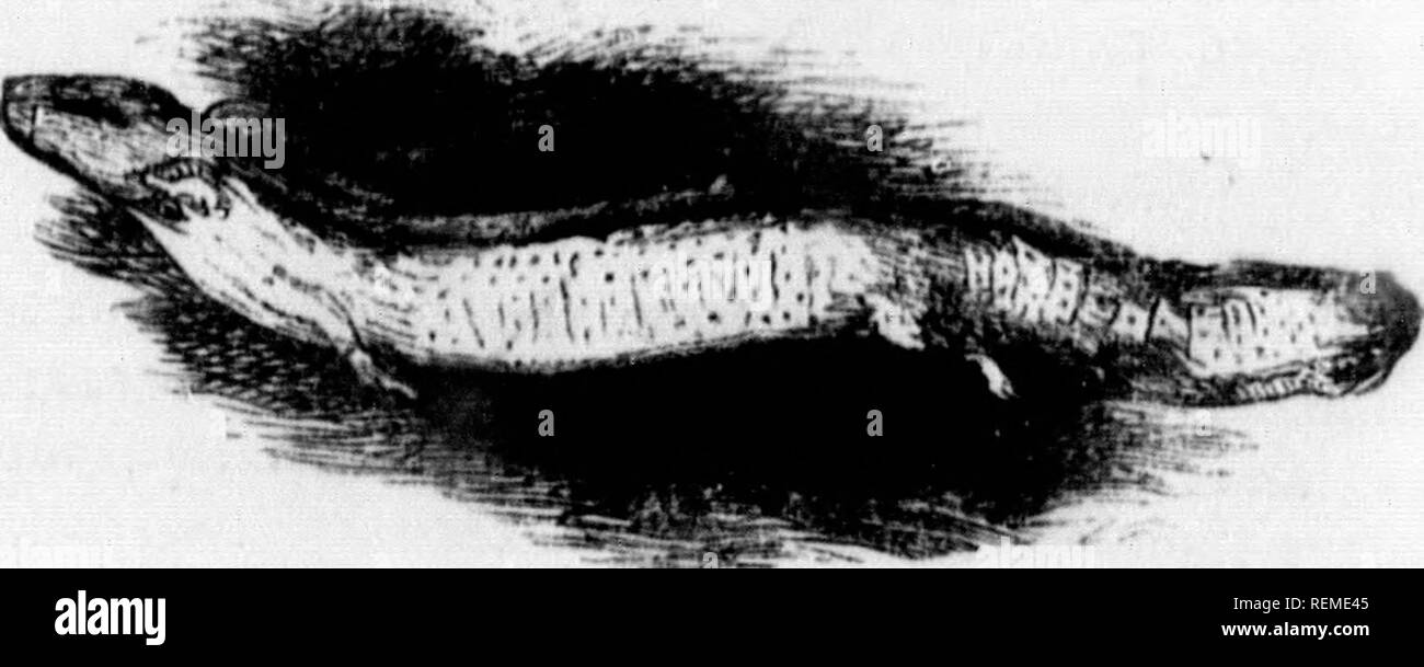 . Les [microform]. Histoire naturelle ; sciences naturelles. 410 HISTOnr naturelles. (M.imtantly dans le hal.c de l'augmentation de tho aurfaco vvdiir 111 de l'eau U&gt ; IjiCiitlic. Beaucoup d coimtrv ; iK".pic ont une grande horreur de ce iHjautiful.l Hii harn.icHH litfle les animaux. Dans un peu d'vilia-e dans le Wiltshire tlicre ennvnt anoedoU 18 a, d'un qui Kirl wa.s l.itten dans tho hy un bras ,JH. qui f^j.il tire dans la woun.i. Le conHequent uiri y Innt son bras. Certains des tritons thene ou télévirements sont placés dans un troi, ;,. !. où les vaches étaient tho. aceustomo dniik ! pour. Après quelques jours d'une fml est mort, et Banque D'Images