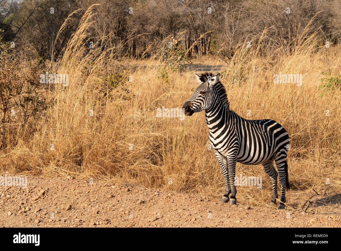 Le zèbre de Crawshay posant au bord de la route dans le parc national de South Luangwa Banque D'Images