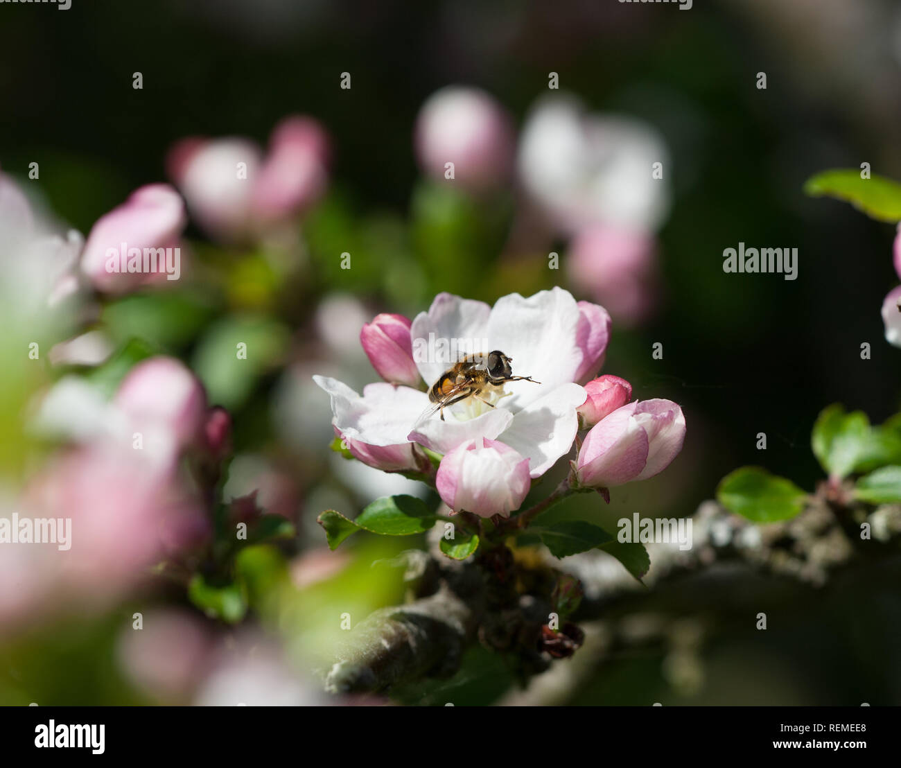 Hoverfly sur le crabe Apple Blossom Banque D'Images