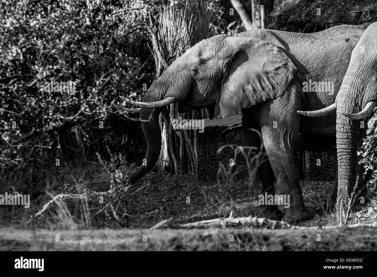 Deux éléphants africains et un pulvériser de l'eau potable hors de son tronc en buvant dans le parc national de South Luangwa Banque D'Images