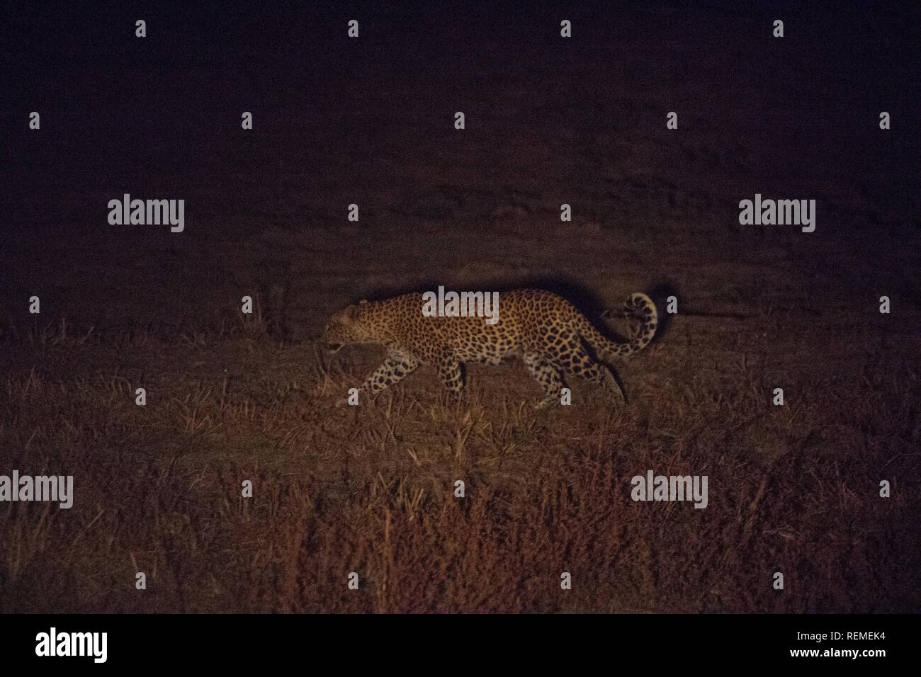 Un Léopard de marcher à travers la plaine chasser la nuit dans le parc national de South Luangwa en Zambie Banque D'Images
