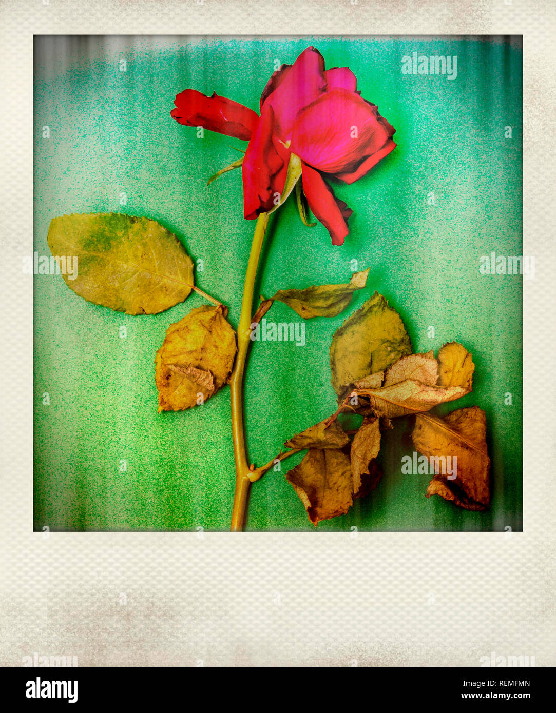 Effet Polaroid de fleur rose Banque D'Images