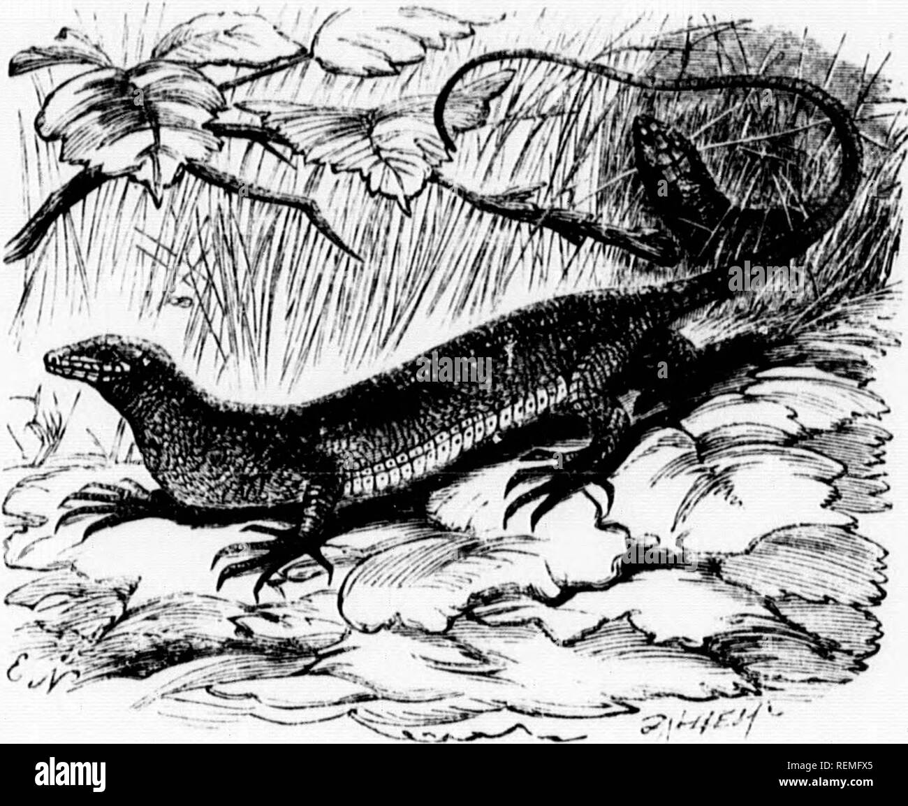 . Les [microform]. Reptiles Poissons Mollusques ; ; ; ; histoire naturelle des reptiles ; poissons ; Mollusques ; sciences naturelles. 5-*-*-^-- ti'rcacliiug tlio ple huile brillant de l'éclat argenté tJio, et 11 pouces, iging intropyx calcdlm au même), de chaque côté de trois stries de^ : un rceniish Avhite ;;. ' L'Amérique tropicale, nd est forte et ^fuyante s])ecie.ci. trouvée parmi les dans l'eau, dans l'option -g lui-même dans une profonde, il n'est pas ind facilement les oeufs sont:gs. La langue générale de ces plis fourchues. Je la Hat. Ils sont, j'hich, l'écailleuse , et communes, ting parmi les ispeeting Hi Banque D'Images