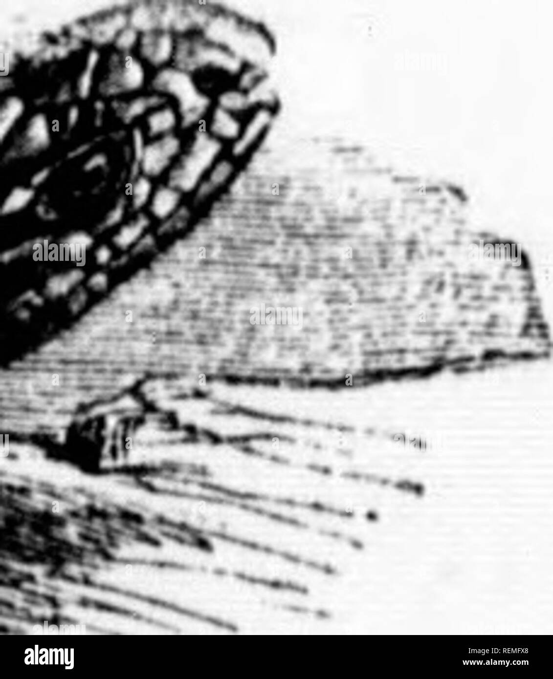 . Les [microform]. Reptiles Poissons Mollusques ; ; ; ; histoire naturelle des reptiles ; poissons ; Mollusques ; sciences naturelles. 5-*-*-^-- ti'rcacliiug tlio ple huile brillant de l'éclat argenté tJio, et 11 pouces, iging intropyx calcdlm au même), de chaque côté de trois stries de^ : un rceniish Avhite ;;. ' L'Amérique tropicale, nd est forte et ^fuyante s])ecie.ci. trouvée parmi les dans l'eau, dans l'option -g lui-même dans une profonde, il n'est pas ind facilement les oeufs sont:gs. La langue générale de ces plis fourchues. Je la Hat. Ils sont, j'hich, l'écailleuse , et communes, ting parmi les ispeeting Hi Banque D'Images