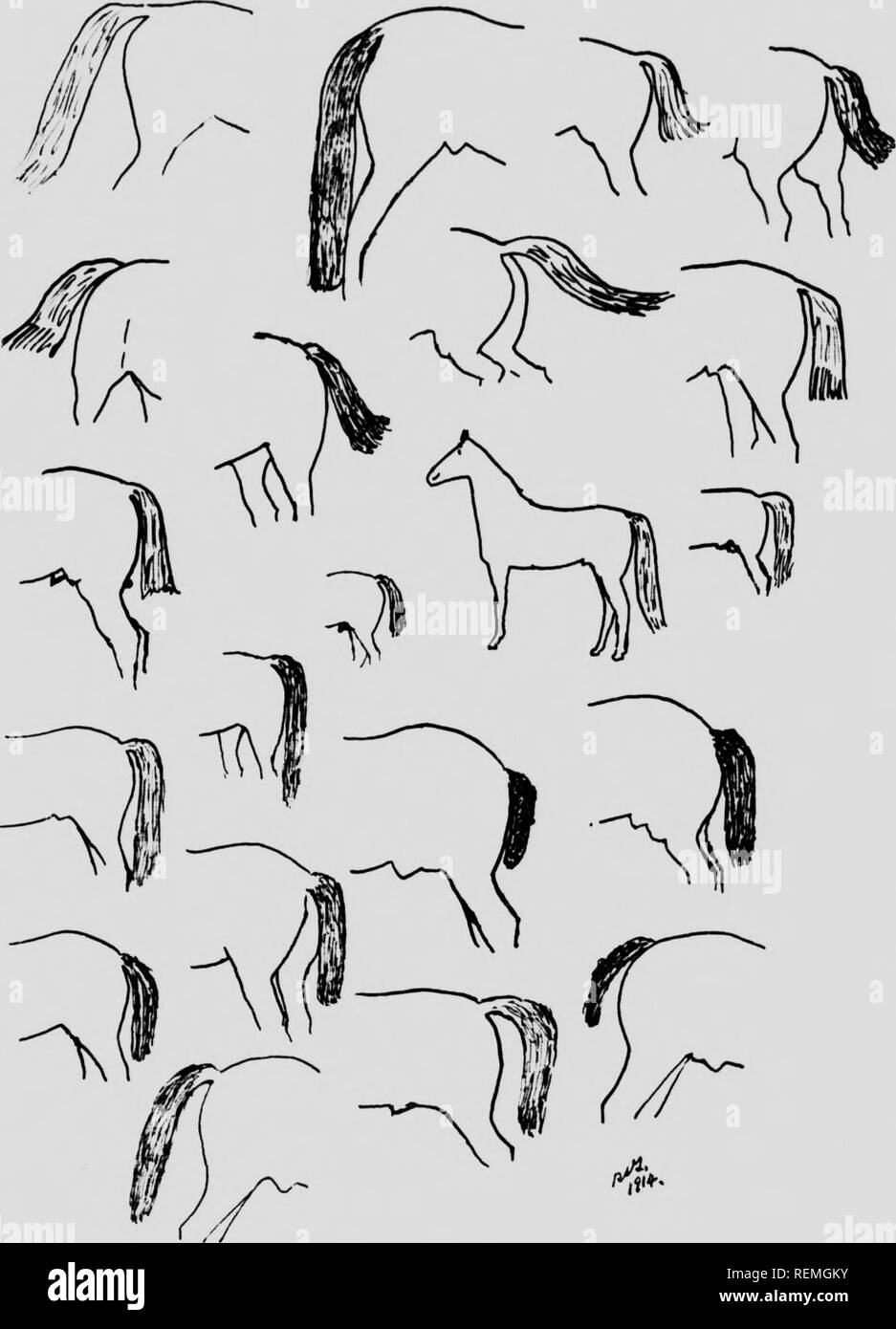 . Cheval moderne [microforme] gestion. Les chevaux, chevaux, chevaux, chevaux. ION PLAQUE U II II''. Quelques croquis de la vie de l'ifie la beauté de la queue de la station 11. Veuillez noter que ces images sont extraites de la page numérisée des images qui peuvent avoir été retouchées numériquement pour plus de lisibilité - coloration et l'aspect de ces illustrations ne peut pas parfaitement ressembler à l'œuvre originale.. Reginald Timmis, S. (Reginald Symonds), 1884-1968. Londres ; Toronto : Cassell Banque D'Images