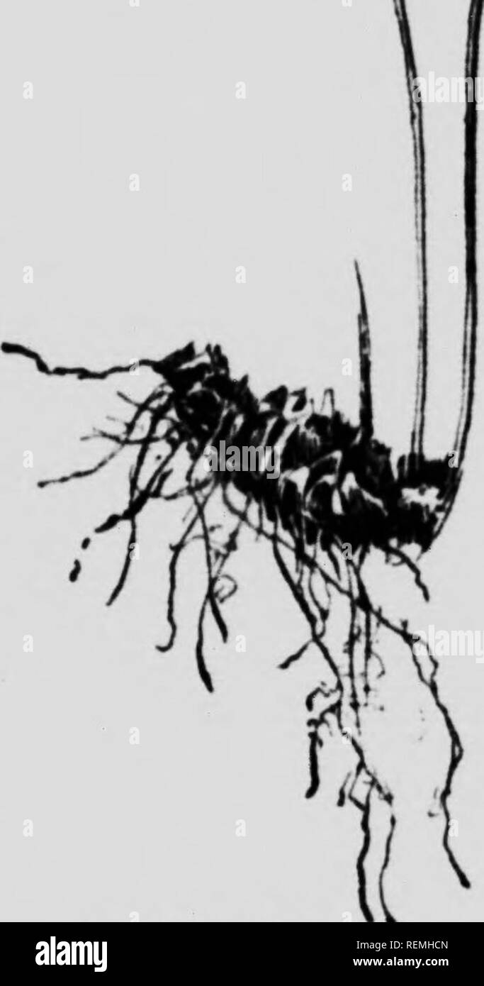 . Nos fougères dans leurs endroits favoris [microforme] : un guide pour toutes les espèces indigènes. Fougères fougères ;. tout-en-un. RtLAUDER Cystofteris FERX COMMUN /ragilis. La vessie FOUGÈRES. bmckcn. Il nccms aussi à l'aise dans les tropiques ou dans les terres où la neige et la glace abondent de près de la moitié de l'année. De toutes les fougères, cette espèce fragile petit est d'abord de mettre de l'avant ses frondes dans sprinpr. Ils commencent en croissance au premier signe d'une saison chaude, étant souvent entièrement répartis avant ceux d'ami plus robustes ce qui semble être des espèces plus résistantes ont être^onu à dérouler. Frondes continuent d'être pro- duit tout l'été lorsque la mer- Banque D'Images