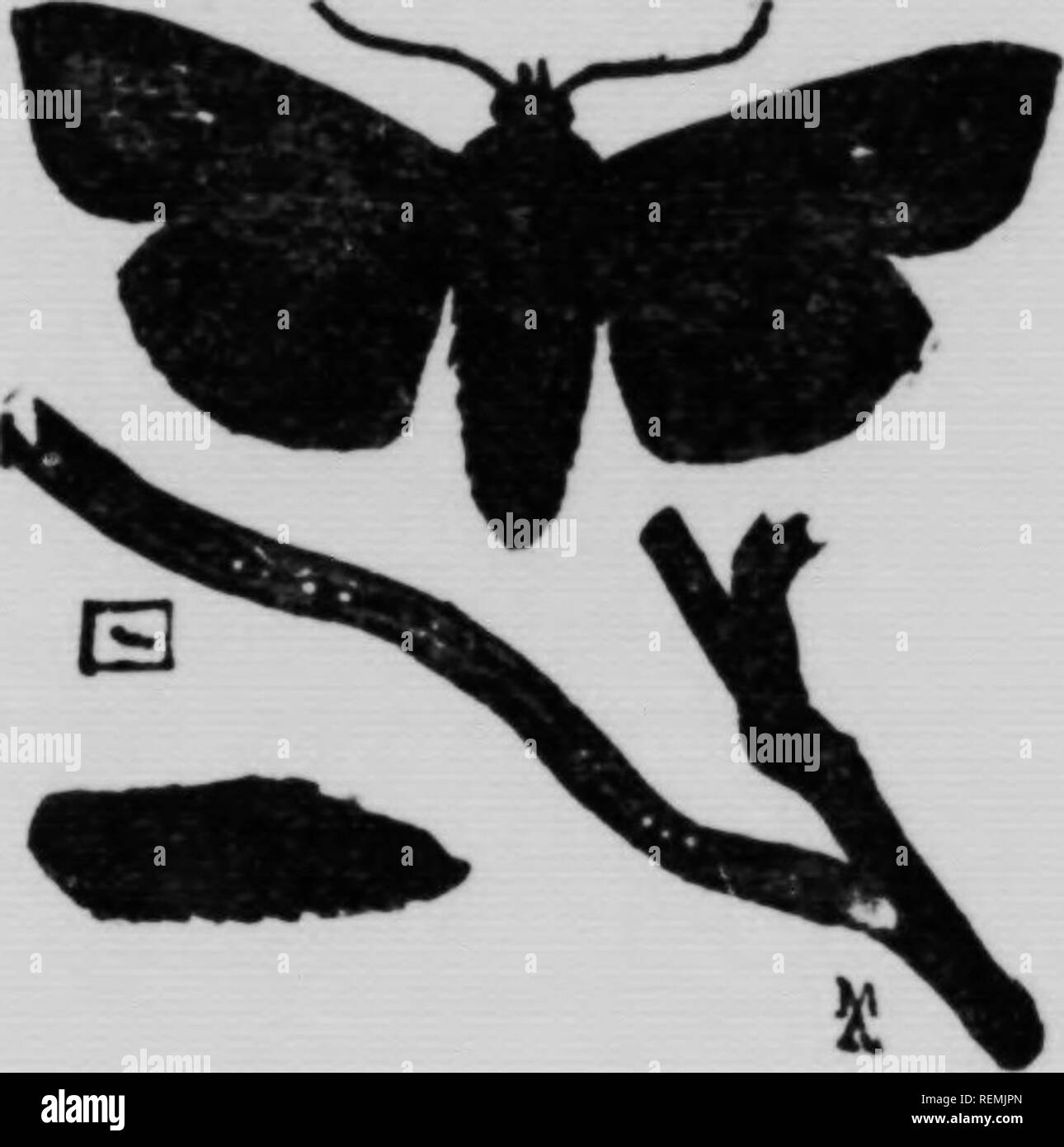 . Vers gris et lÃ©gionnaires [microform]. Vers gris ; lã©gionnaires (chenilles) ; Insectes nuisibles ; les vers gris, les légionnaires uniponctuées, les insectes nuisibles. La division fii ;. 9-T.ii !.â¢â®iÃ Ã®oiiriairo. FiÂ". 10- O.'uf:Â". fhry-.:iIi.|o pnpill pt&lt;Â"n ili- l;i il iorin lirft^- Habitudes rh cycle et cvolntif. De fortes invasiims Ã®le la lÃ©gionnaire Ont. et : le temps Ã autre au Canada. En aniiei certaii ux r;tats-Anr l'Ile un â ¢'â tiuit iiour bien &lt;les milliers de piastres de cuinirrs. V.n une seule annÃ©e issl) les dommages subis jiar les cuitures d'avoine de l'Indiana et de l'UlinfMs allumé ('tÃ© Ã©valuÃ©s Ã 87.")l),OI Banque D'Images