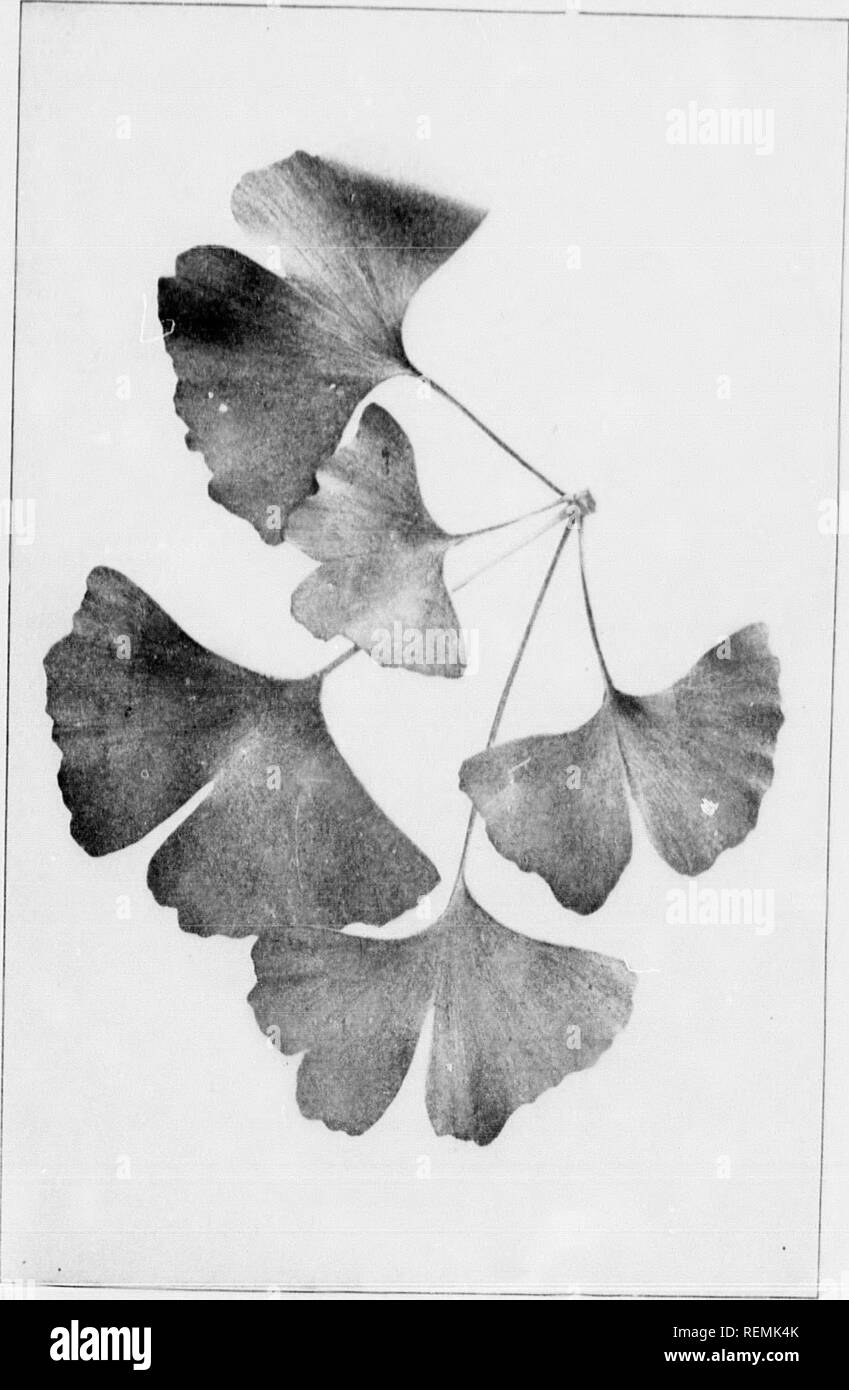 . Nos arbres et savoir les identifier [microforme] : une étude de leurs habitudes populaires et leurs particularités. Arbres, Arbres. ftcr un moment oiu, ntally cvidt^ d'autres - iil'lliat tlu' ai(l- J'Djilar, hiil je allumé atteindre (.'iior- (I si liu ; cliiiiatf iDJo ireti dans le ginkgo. Le Ginkgo, (htikeo hiloba.. Veuillez noter que ces images sont extraites de la page numérisée des images qui peuvent avoir été retouchées numériquement pour plus de lisibilité - coloration et l'aspect de ces illustrations ne peut pas parfaitement ressembler à l'œuvre originale.. Keeler, Harriet L. (Harriet Louise), 1846-1921. Toronto : McClelland, Bon Banque D'Images