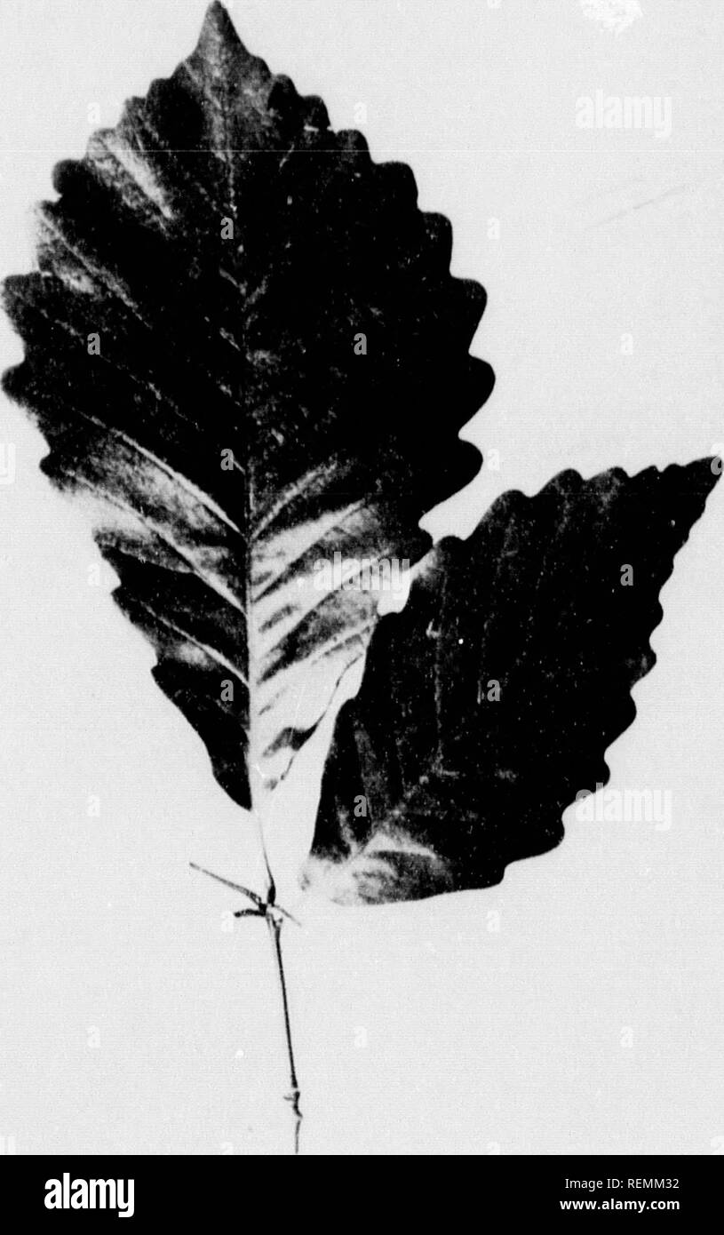 . Nos arbres et savoir les identifier [microforme] : une étude de leurs habitudes populaires et leurs particularités. Arbres, Arbres. En chêne châtaignier.uliai- lumineux iC, l)iit inn. 'J'ai frv ii|) look loo, lliis -tiers à liiiil ; L' al^ est acorn jeunes ese ridges ul restent â s devenir nmerce est ;onu-jo)e, il tendance .K ly soixante à idin^' dans le Maine pour tlnvard stoiit beaucoup de lally, je sombre, fort, J'IFL pour de pi3,, -quatrième à ur et un apex arrondi, lite. Chêne châtaignier. (^( uercus.rnms. Le-ves 5 ,0 9'' de long. , ,0 4'' de large.. Veuillez noter que ces images sont extraites des images de la page numérisée th Banque D'Images