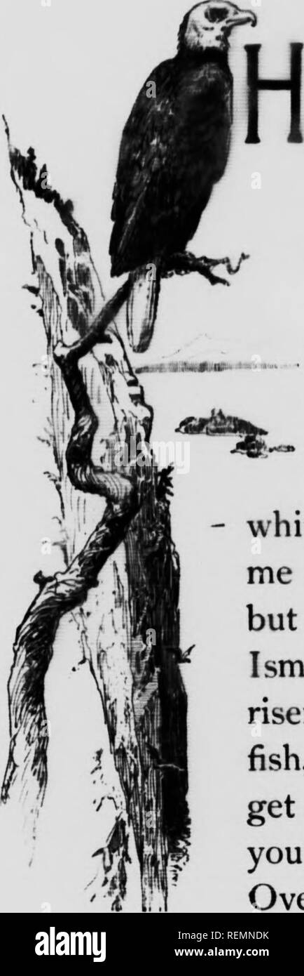 . Oiseaux du ciel [microform]. Les oiseaux ; jeu et gibier ; Oiseaux ; gibier. CLOUD-AILES LE EAGLE. Avant qu'il est de nouveau je voici vieux Whitehead, arrache le poisson-faucon." J'ai commencé à chercher à l'Wttle cffmmaastf au-delà de la f '^, à Gillie's cri excité, "^)d couru pour le rejoindre sur le rivage. Un coup d'oeil sur Caribou Point à la grande baie, où d'innombrables ont été corégone ' hauts-fonds, m'a montré un autre chapitre dans une longue histoire, mais toujours intéressant. Ismaquehs, le poisson-Hawk, avait atteint le lac frcHn avec un gros poisson, et faisait de son mieux pour s'éloigner de son nid, où ses jeunes réclamaient. Ove Banque D'Images